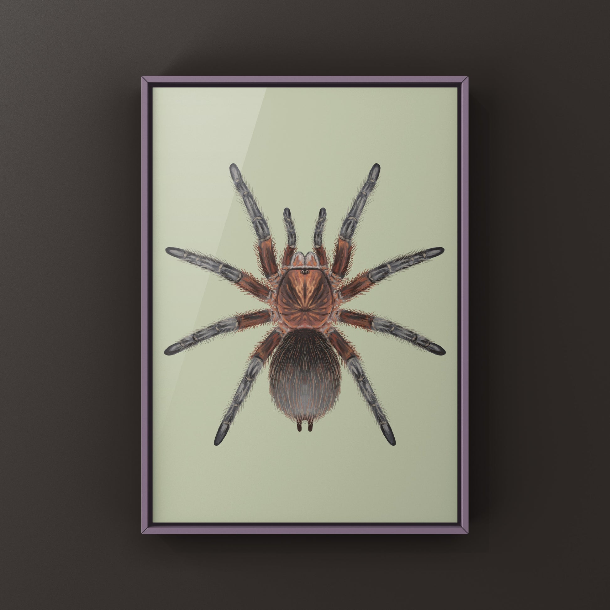 Red Island Birdeater Tarantula, Phormictopus Atrichomatus, Photographic Art Print from The Silk Ranch