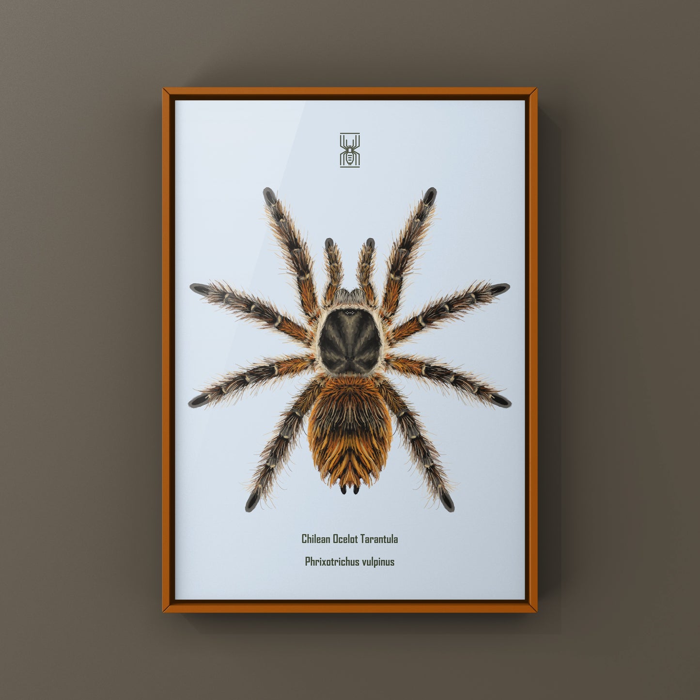 Chilean Ocelot Tarantula Art Print (Phrixotrichus vulpinus)