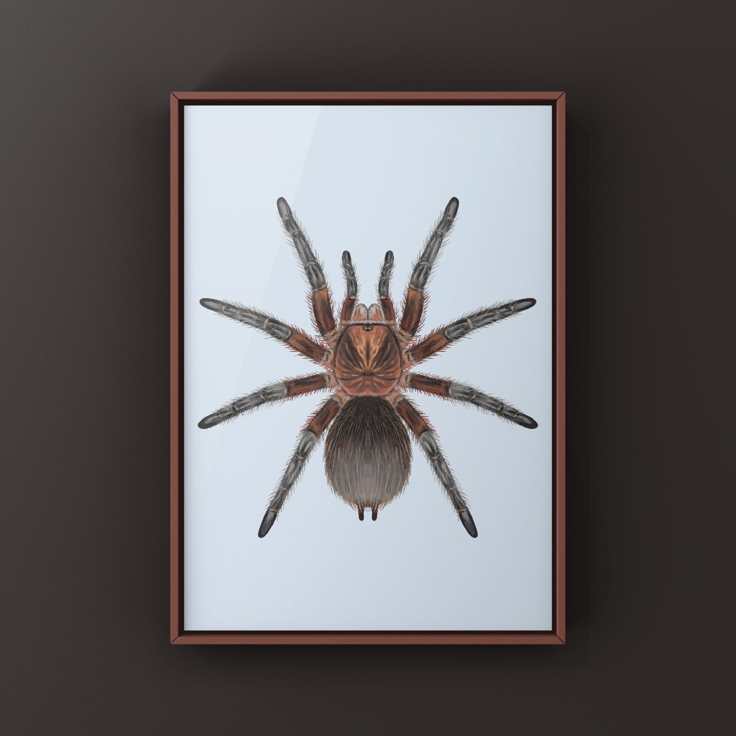 Red Island Birdeater Tarantula, Phormictopus Atrichomatus, Photographic Art Print from The Silk Ranch