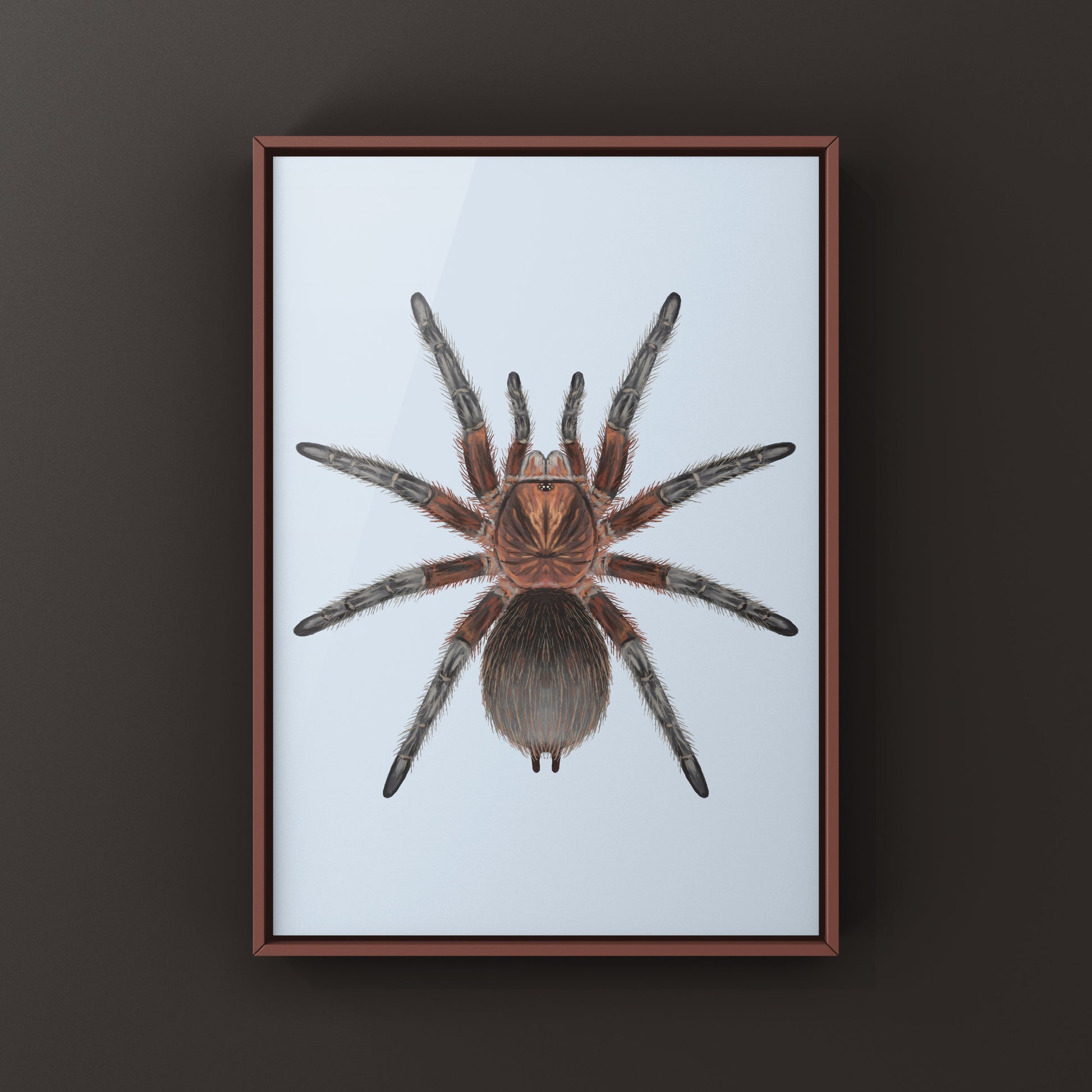 Red Island Birdeater Tarantula, Phormictopus Atrichomatus, Photographic Art Print from The Silk Ranch