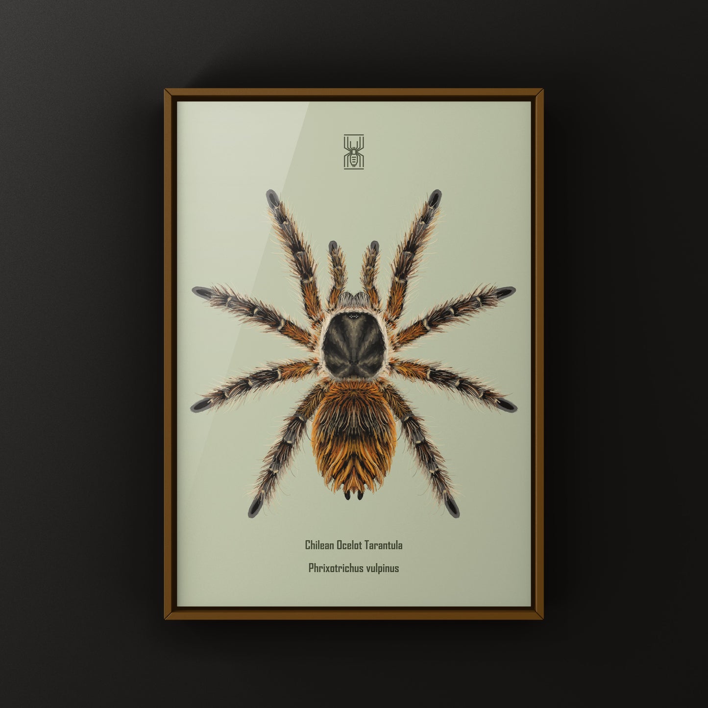 Chilean Ocelot Tarantula Art Print (Phrixotrichus vulpinus)