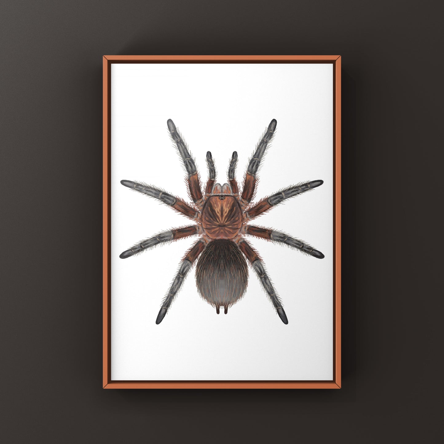 Red Island Birdeater Tarantula, Phormictopus Atrichomatus, Photographic Art Print from The Silk Ranch