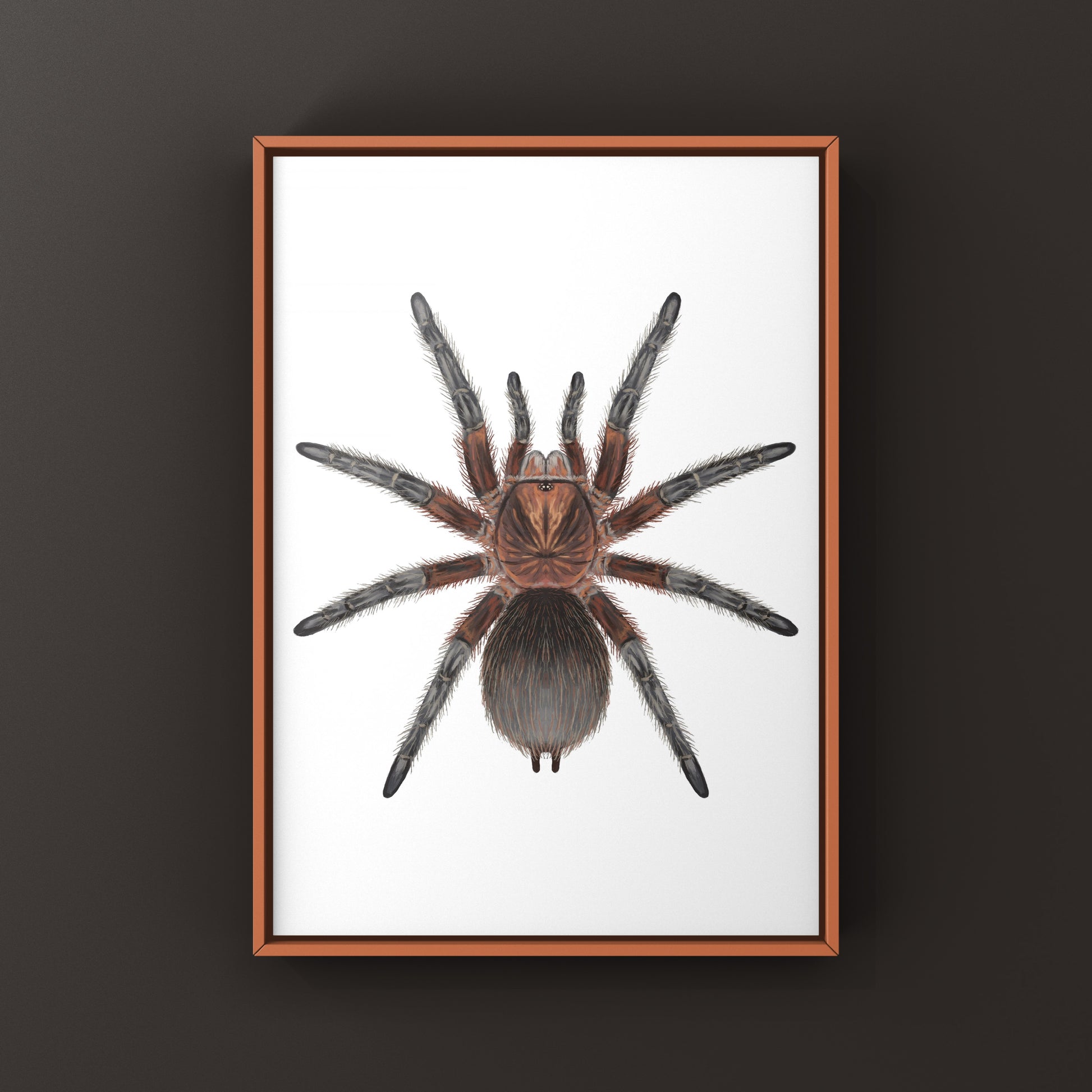 Red Island Birdeater Tarantula, Phormictopus Atrichomatus, Photographic Art Print from The Silk Ranch