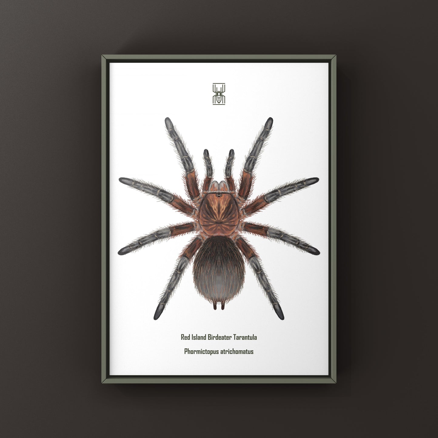 Red Island Birdeater Tarantula, Phormictopus Atrichomatus, Photographic Art Print from The Silk Ranch