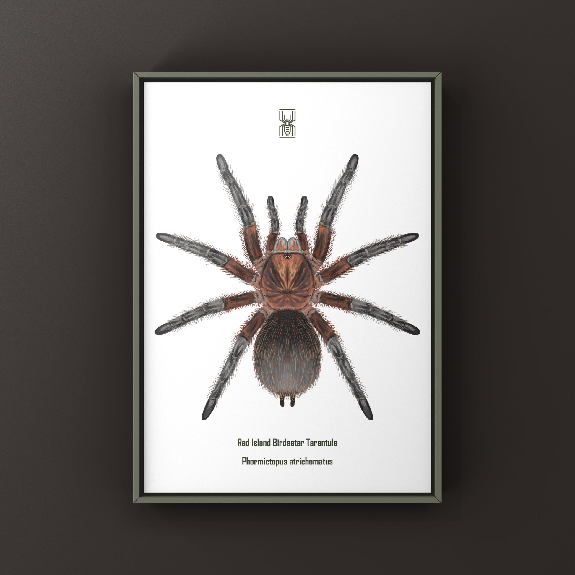 Red Island Birdeater Tarantula, Phormictopus Atrichomatus, Photographic Art Print from The Silk Ranch