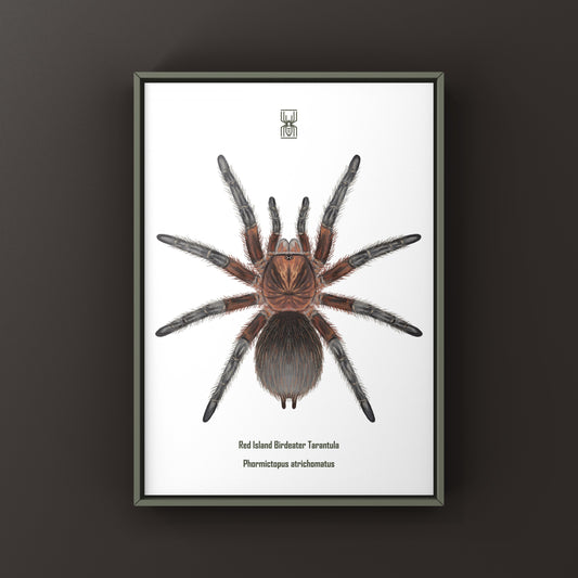 Red Island Birdeater Tarantula, Phormictopus Atrichomatus, Photographic Art Print from The Silk Ranch
