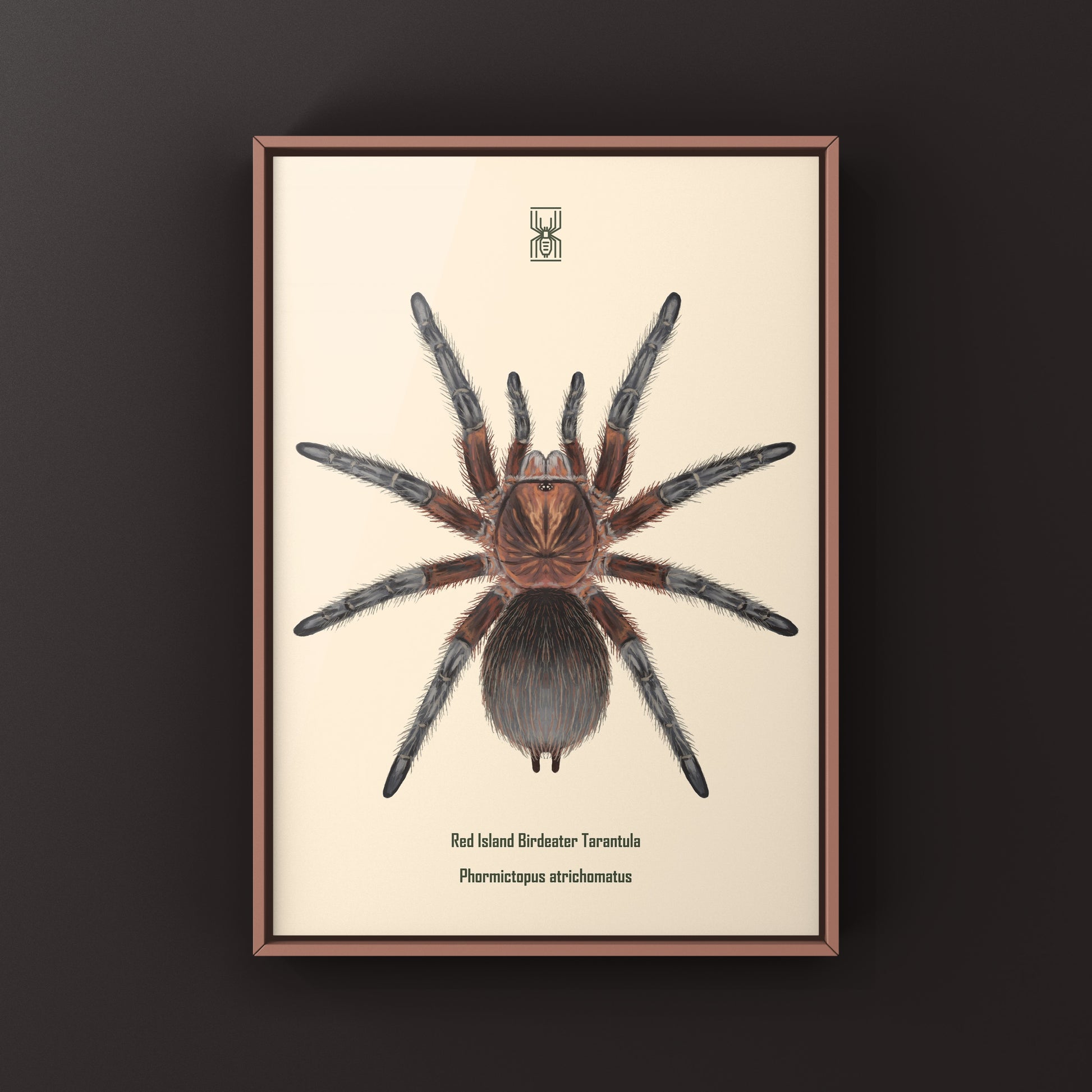 Red Island Birdeater Tarantula, Phormictopus Atrichomatus, Photographic Art Print from The Silk Ranch