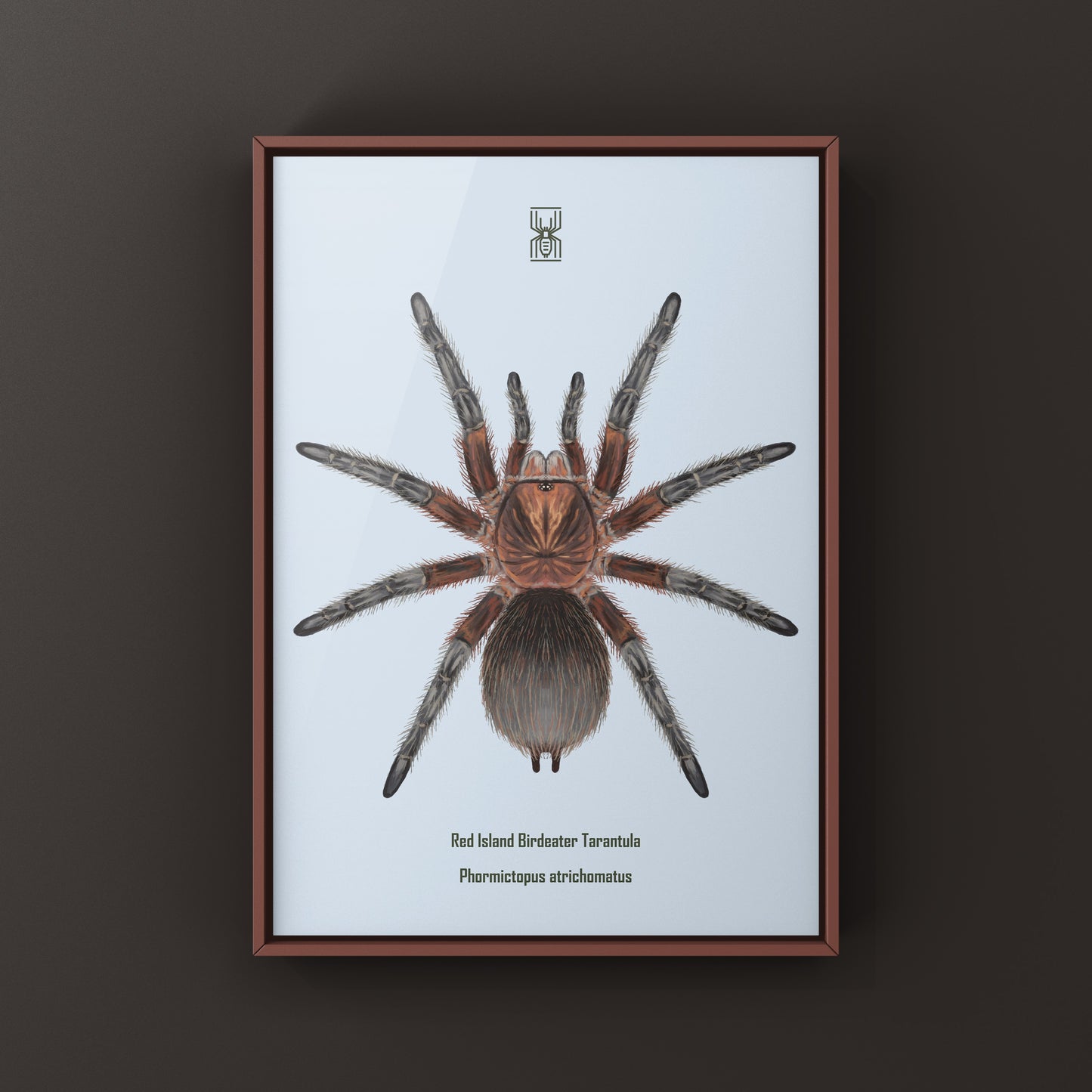 Red Island Birdeater Tarantula, Phormictopus Atrichomatus, Photographic Art Print from The Silk Ranch