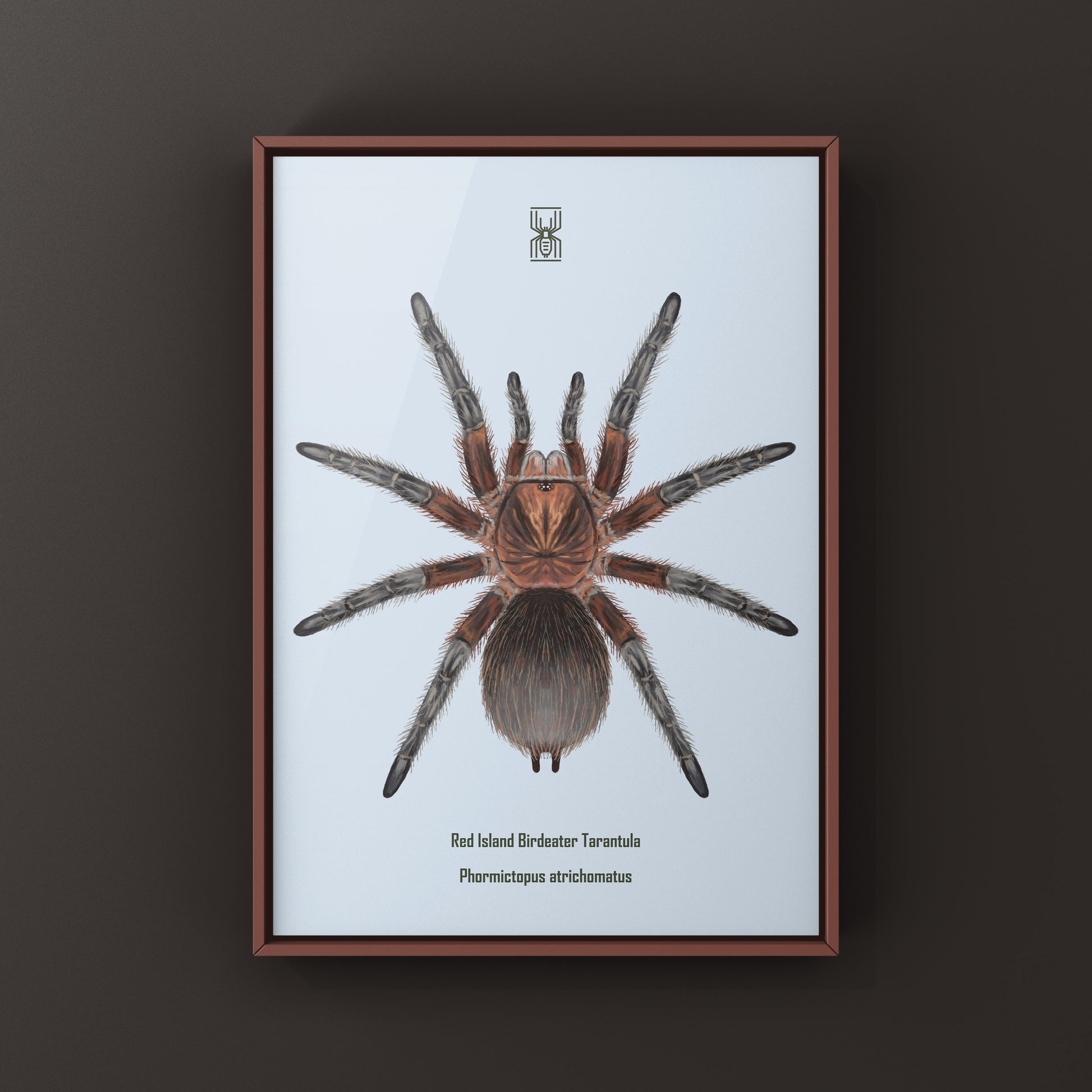 Red Island Birdeater Tarantula, Phormictopus Atrichomatus, Photographic Art Print from The Silk Ranch