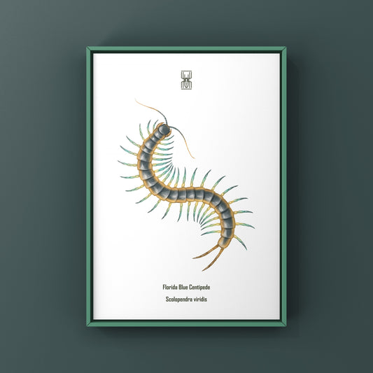 Florida Blue Centipede Art Print (Scolopendra viridis)
