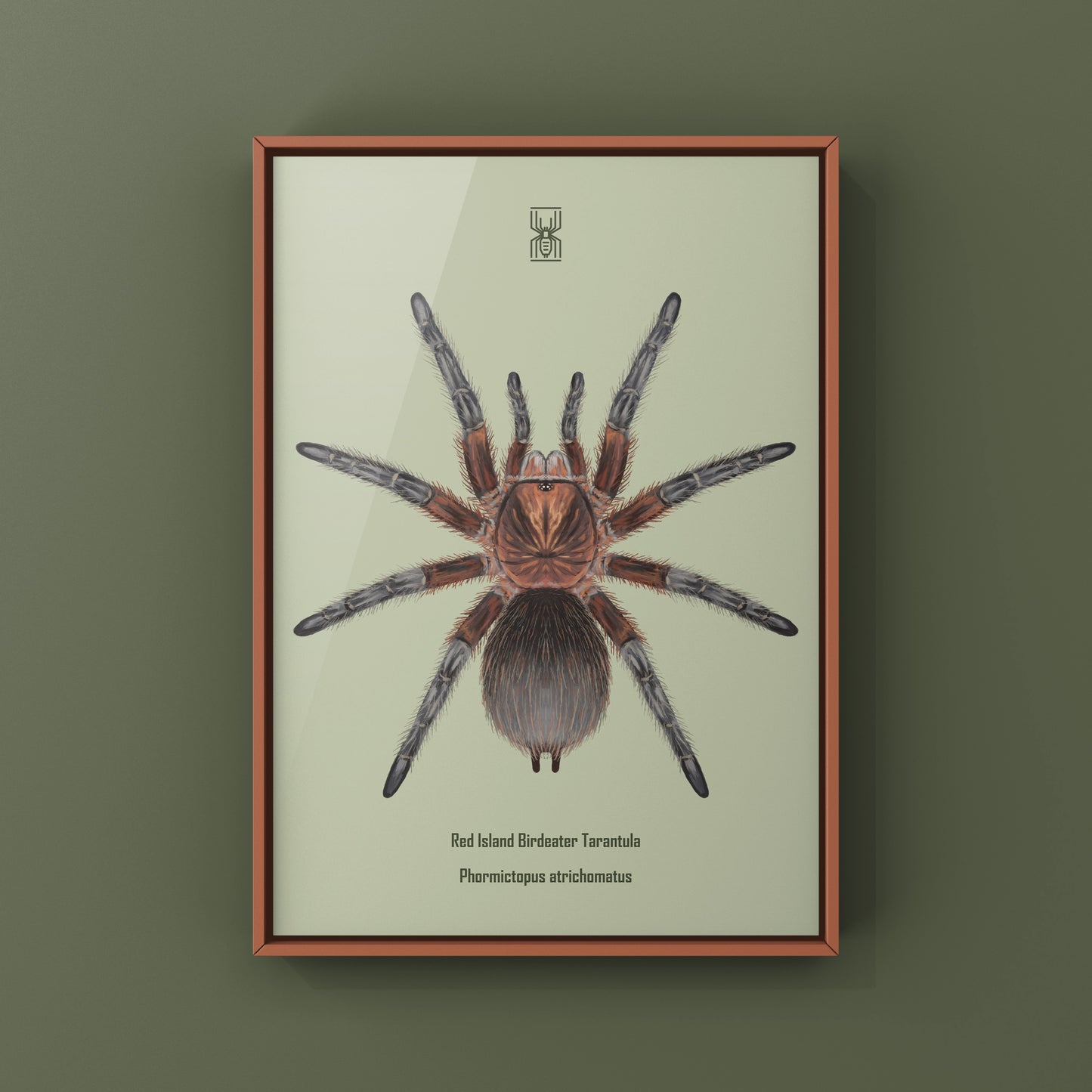 Red Island Birdeater Tarantula, Phormictopus Atrichomatus, Photographic Art Print from The Silk Ranch
