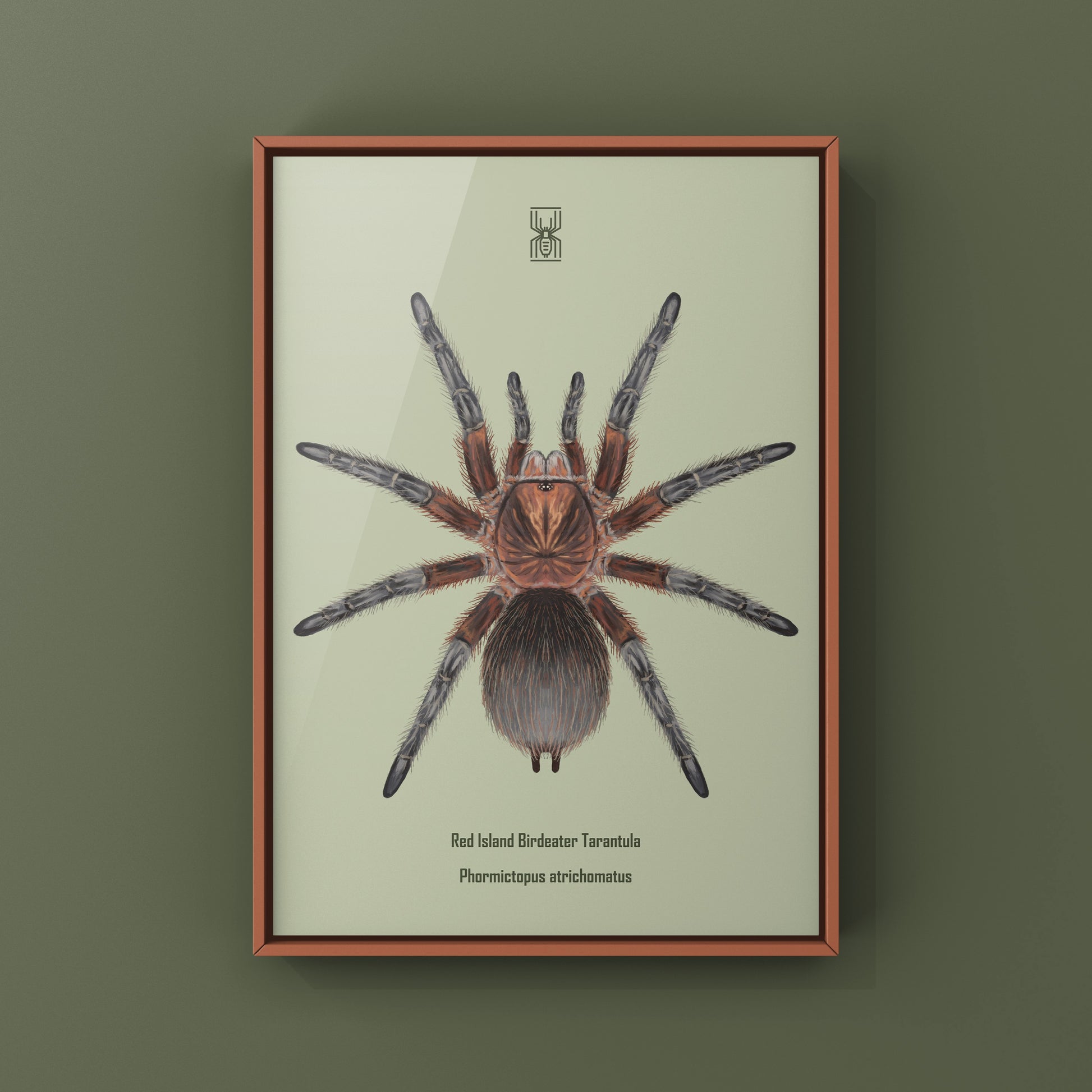 Red Island Birdeater Tarantula, Phormictopus Atrichomatus, Photographic Art Print from The Silk Ranch