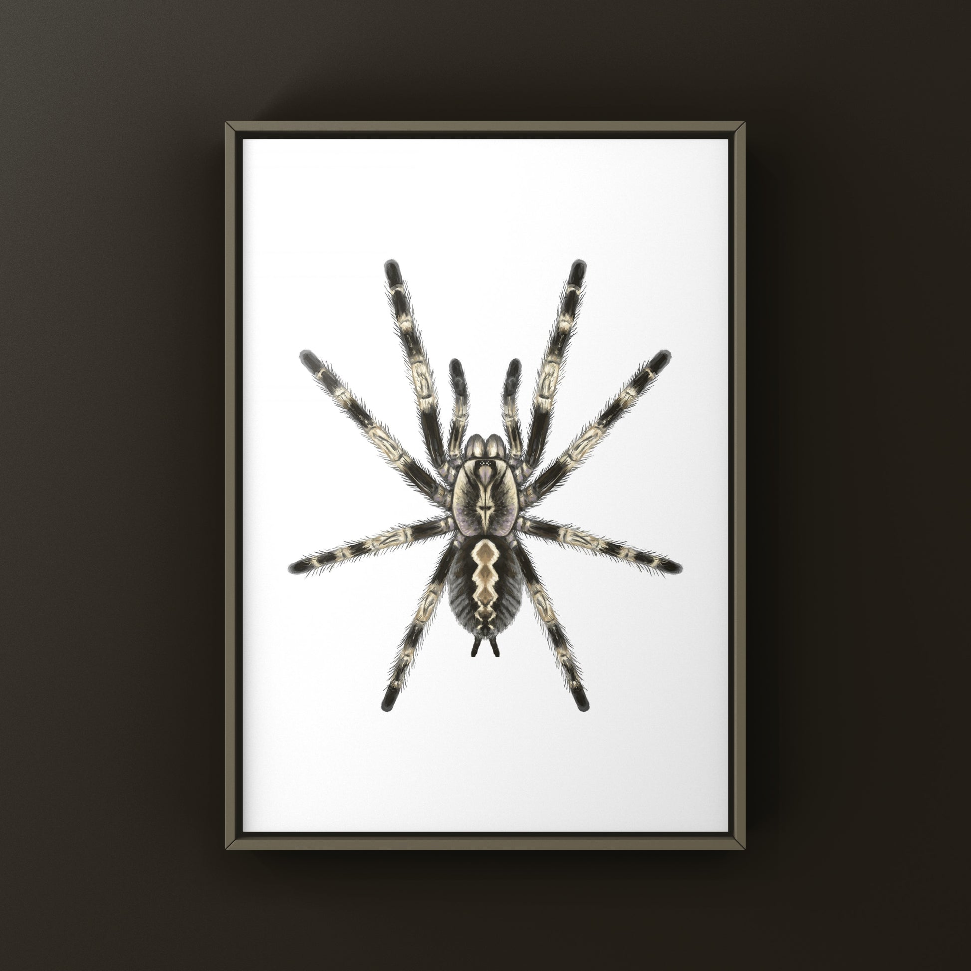 Bengal Ornamental Tarantula, Poecilotheria Miranda, Photographic Art Print from The Silk Ranch