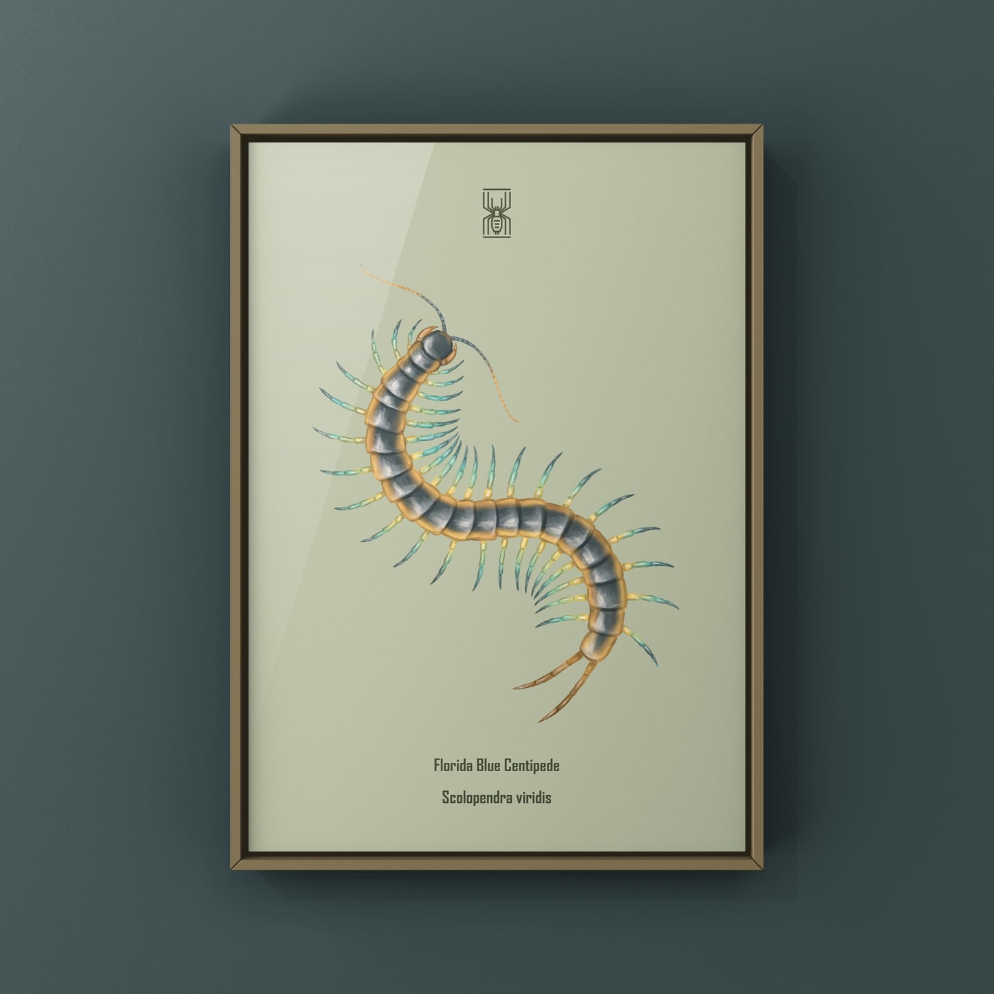 Florida Blue Centipede Art Print (Scolopendra viridis)