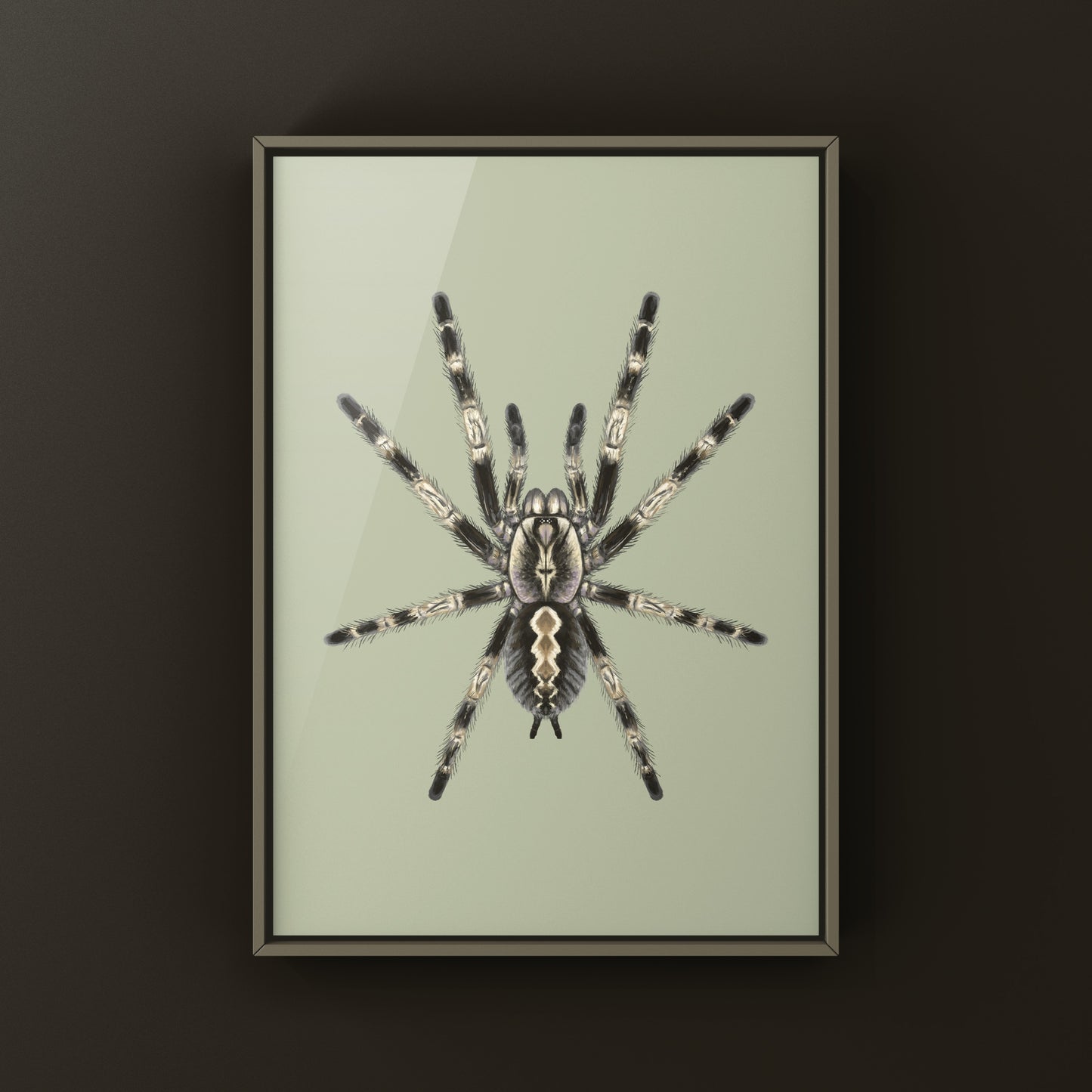 Bengal Ornamental Tarantula, Poecilotheria Miranda, Photographic Art Print from The Silk Ranch