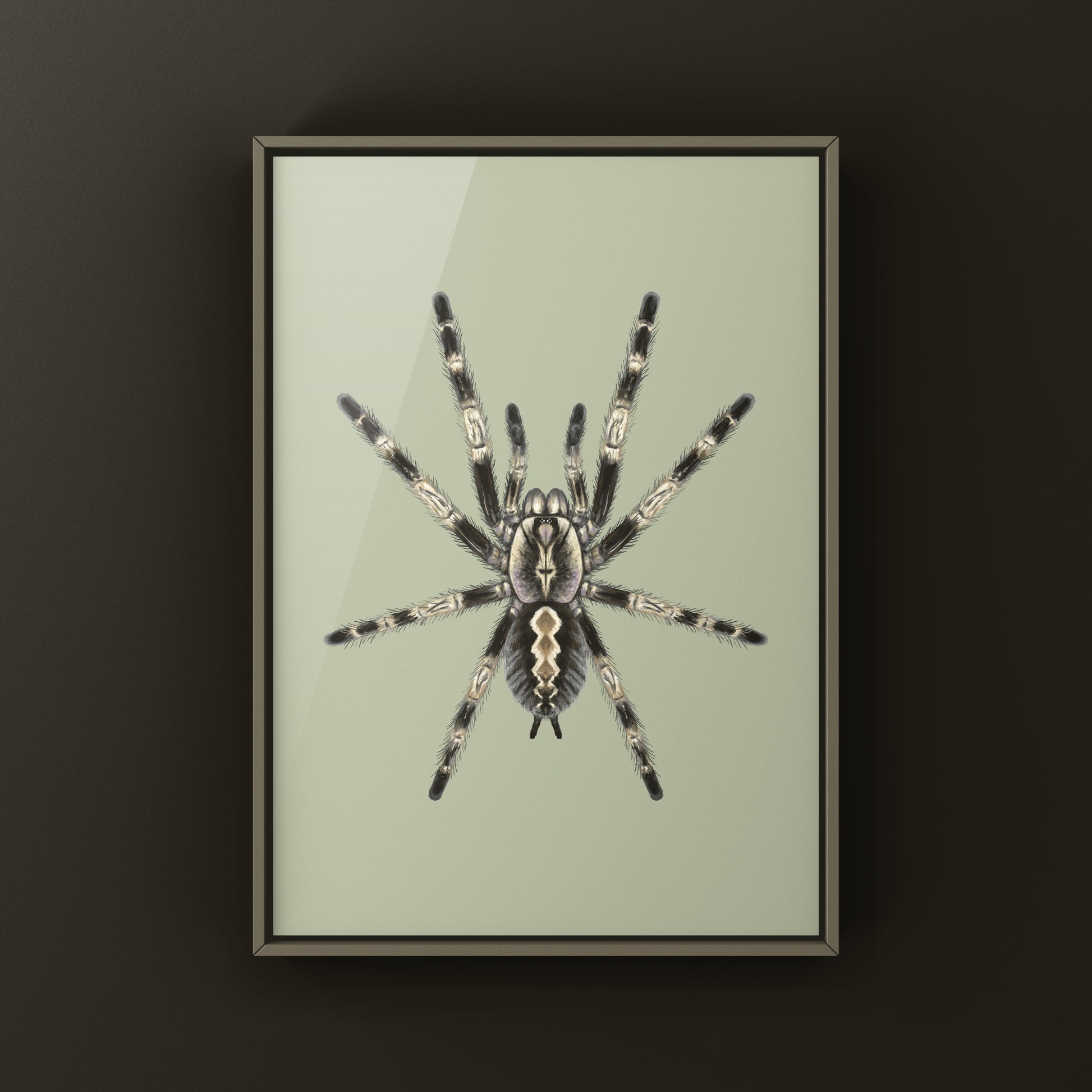 Bengal Ornamental Tarantula, Poecilotheria Miranda, Photographic Art Print from The Silk Ranch