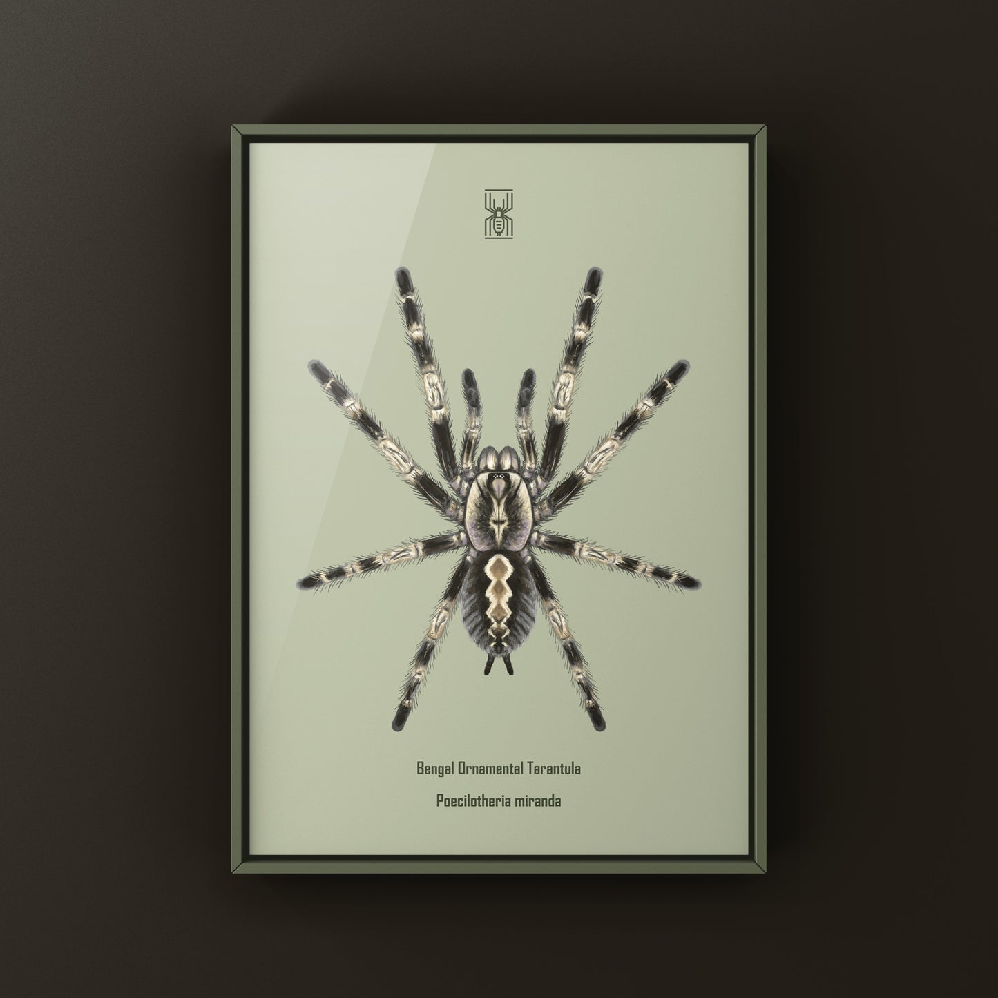 Bengal Ornamental Tarantula, Poecilotheria Miranda, Photographic Art Print from The Silk Ranch