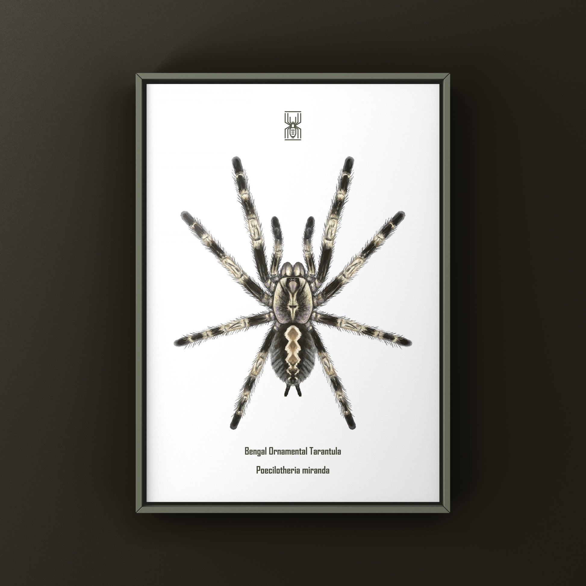 Bengal Ornamental Tarantula, Poecilotheria Miranda, Photographic Art Print from The Silk Ranch
