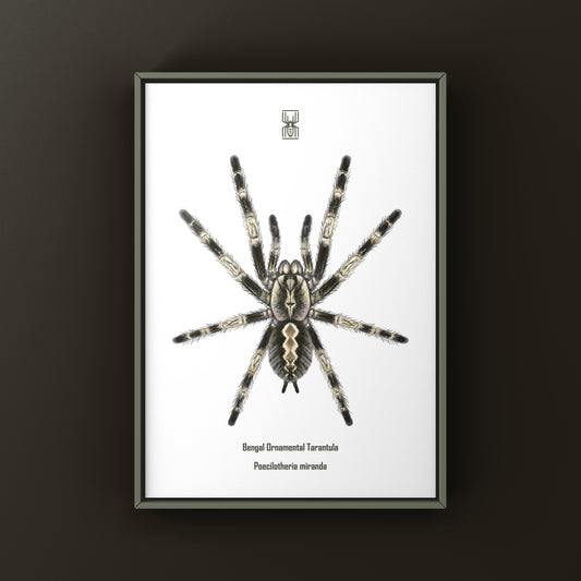 Bengal Ornamental Tarantula, Poecilotheria Miranda, Photographic Art Print from The Silk Ranch
