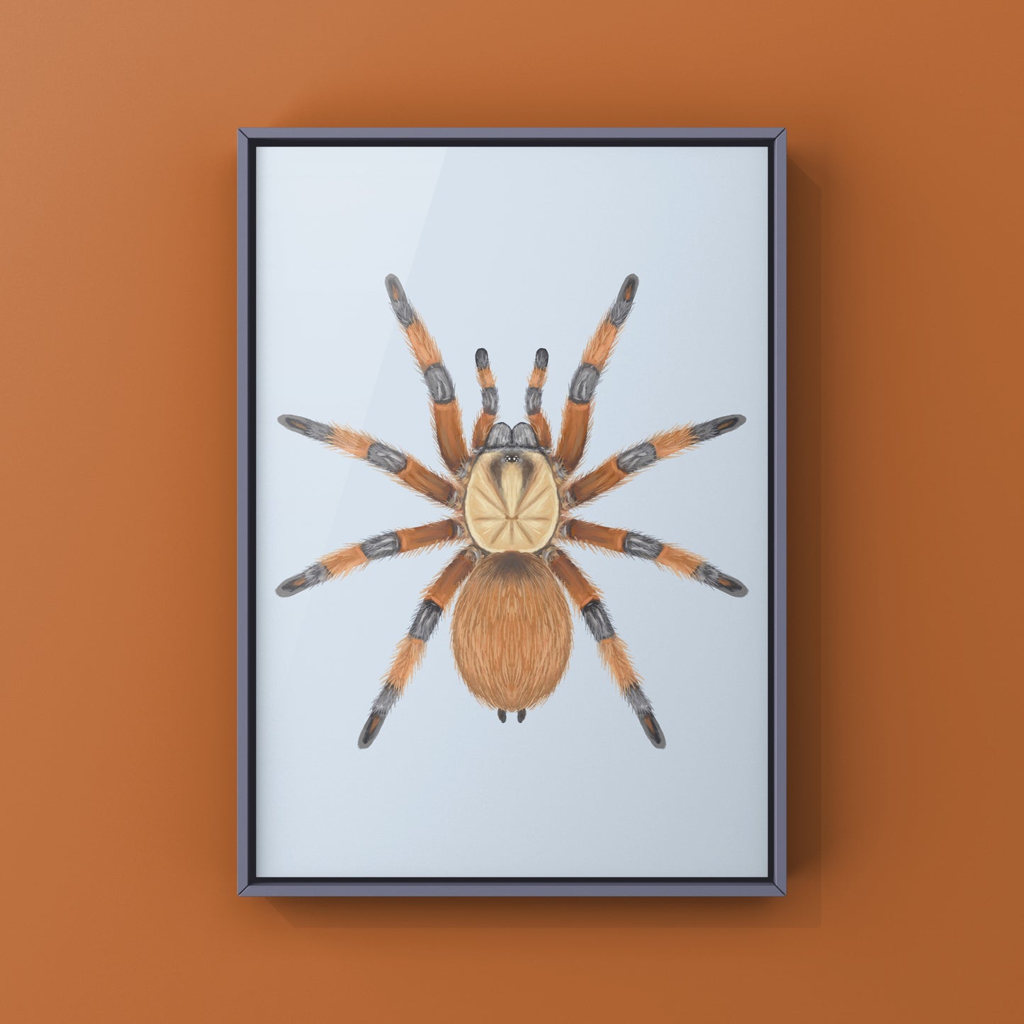 Rio Grande Gold Tarantula, Aphonopelma Moderatum, Photographic Art Print from The Silk Ranch