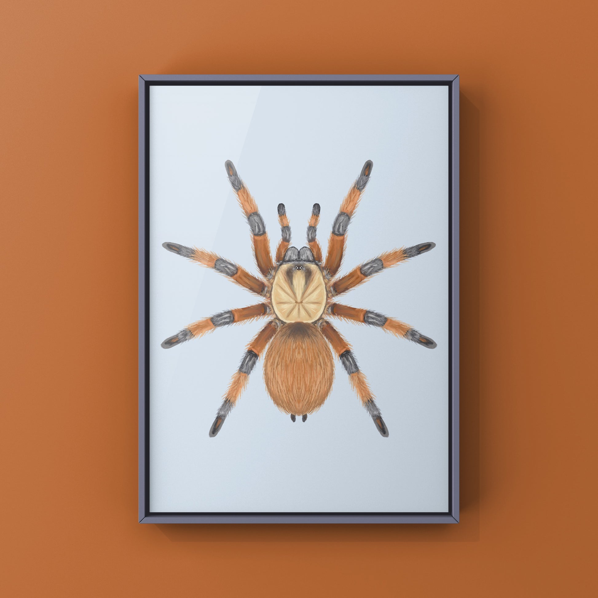 Rio Grande Gold Tarantula, Aphonopelma Moderatum, Photographic Art Print from The Silk Ranch