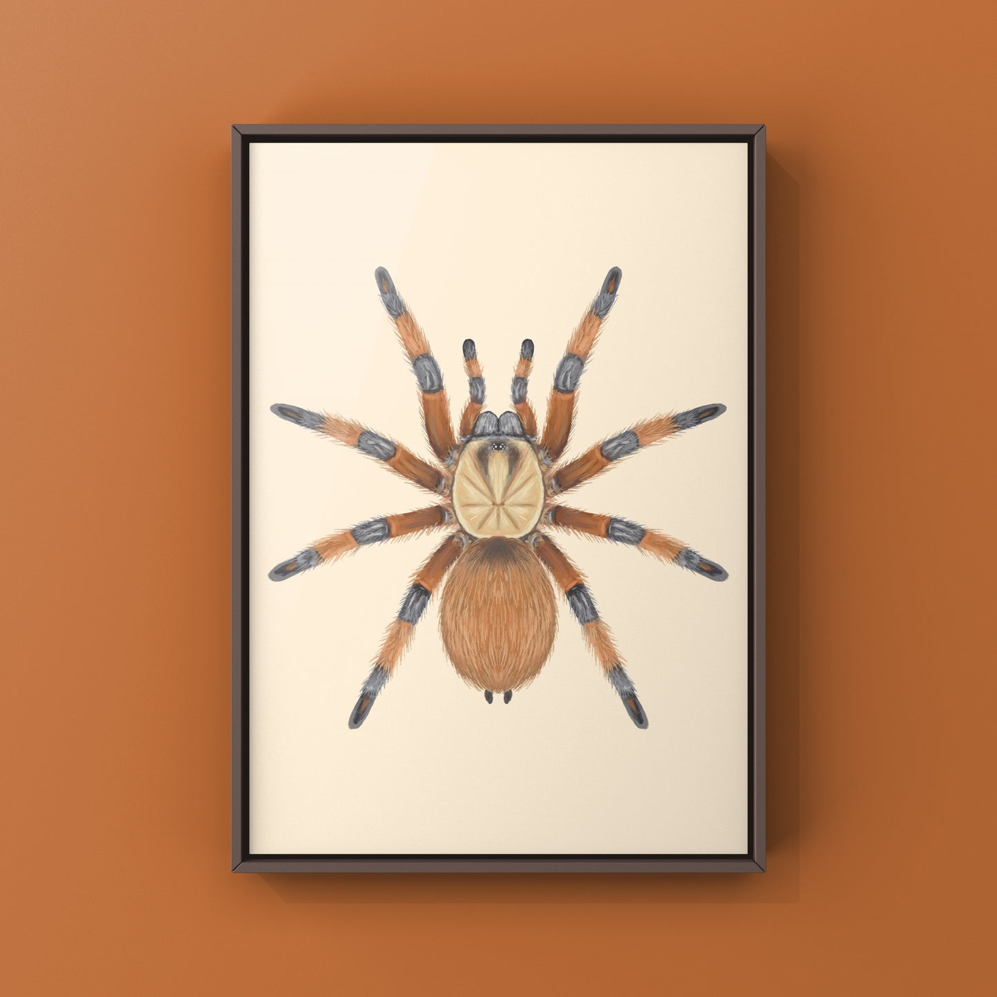 Rio Grande Gold Tarantula, Aphonopelma Moderatum, Photographic Art Print from The Silk Ranch