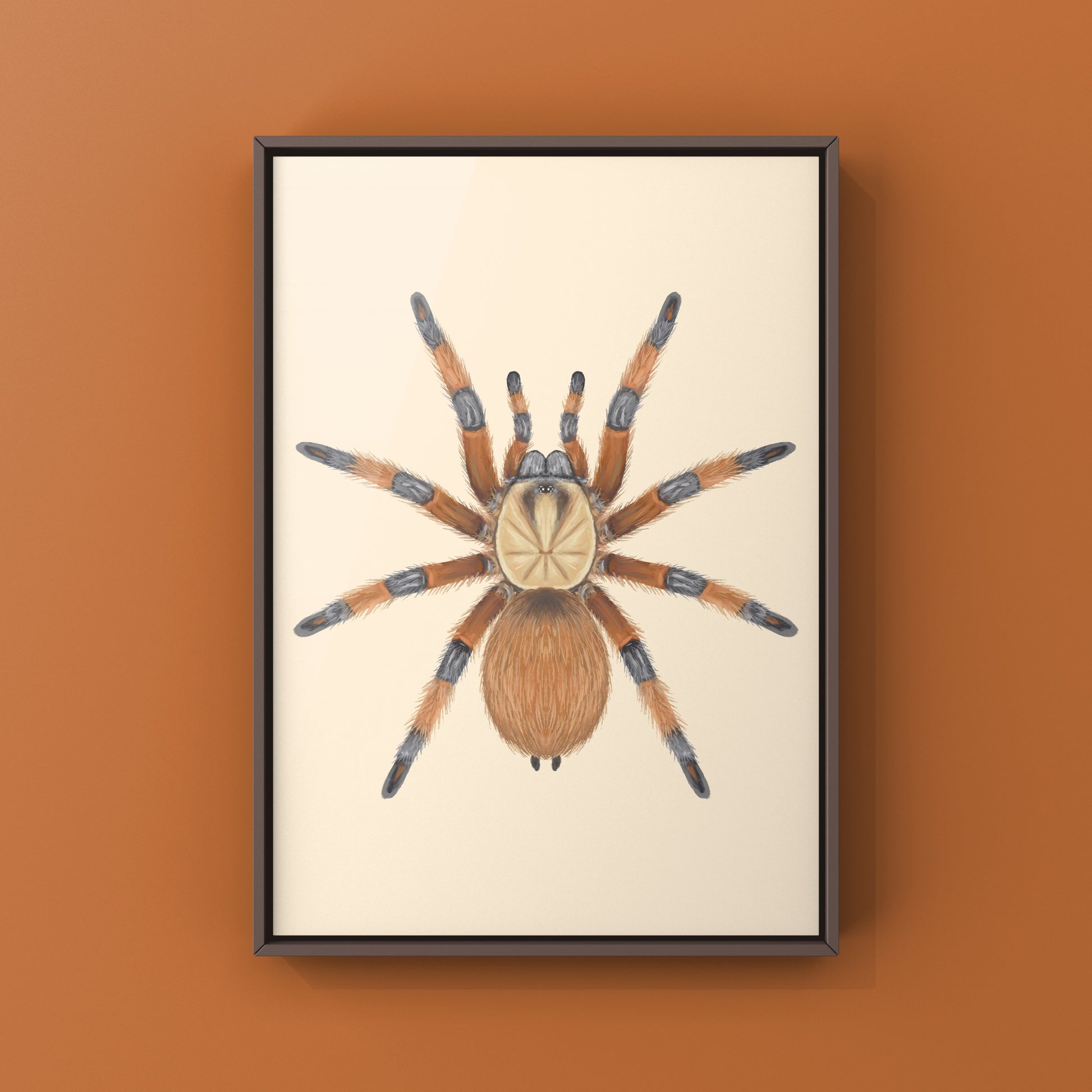 Rio Grande Gold Tarantula, Aphonopelma Moderatum, Photographic Art Print from The Silk Ranch