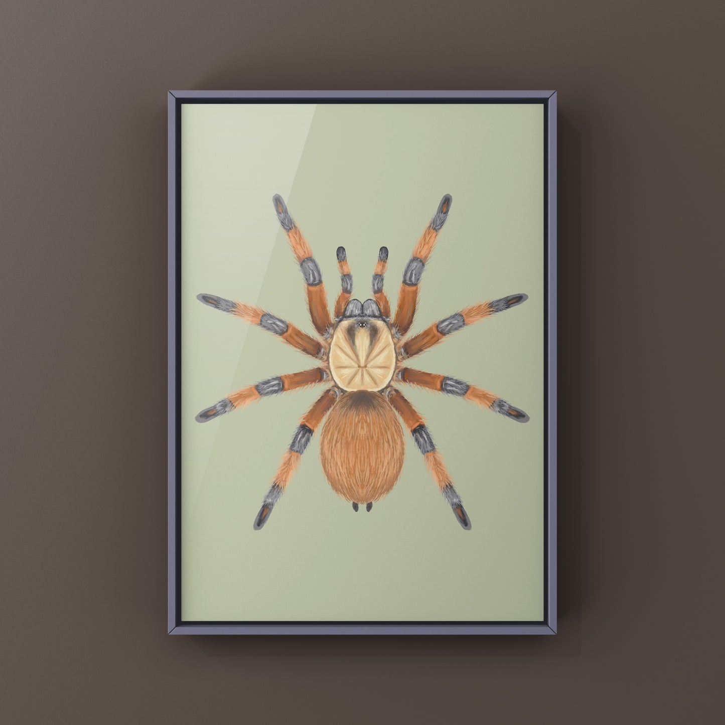 Rio Grande Gold Tarantula, Aphonopelma Moderatum, Photographic Art Print from The Silk Ranch