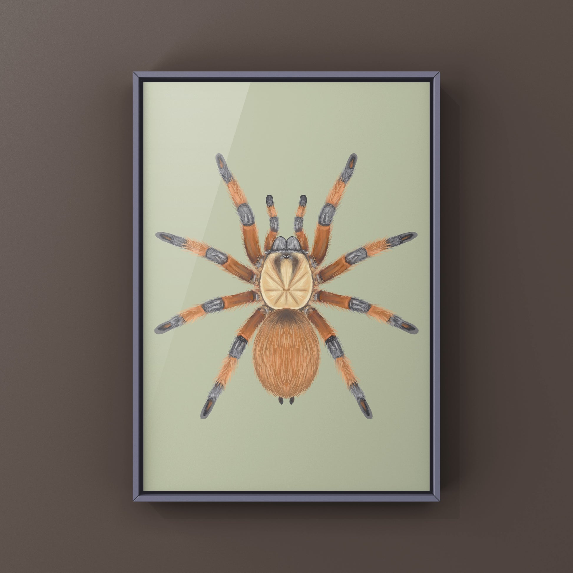 Rio Grande Gold Tarantula, Aphonopelma Moderatum, Photographic Art Print from The Silk Ranch