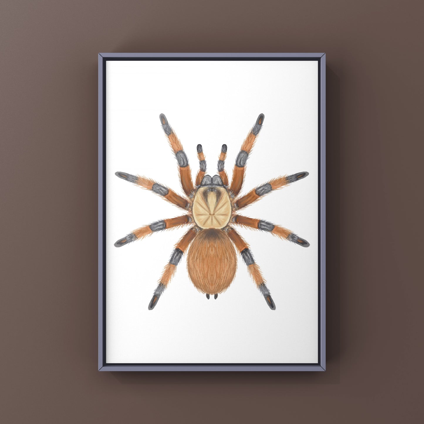 Rio Grande Gold Tarantula, Aphonopelma Moderatum, Photographic Art Print from The Silk Ranch