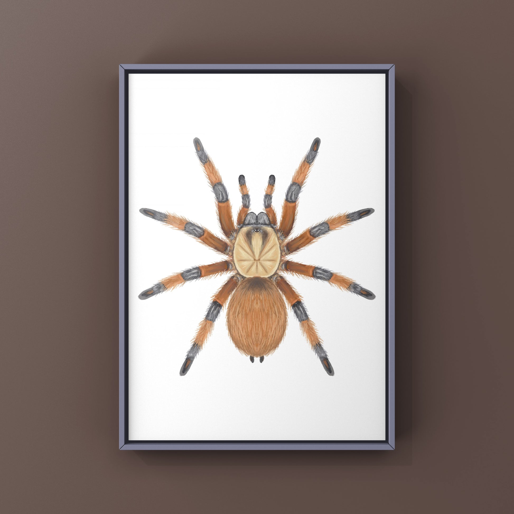 Rio Grande Gold Tarantula, Aphonopelma Moderatum, Photographic Art Print from The Silk Ranch