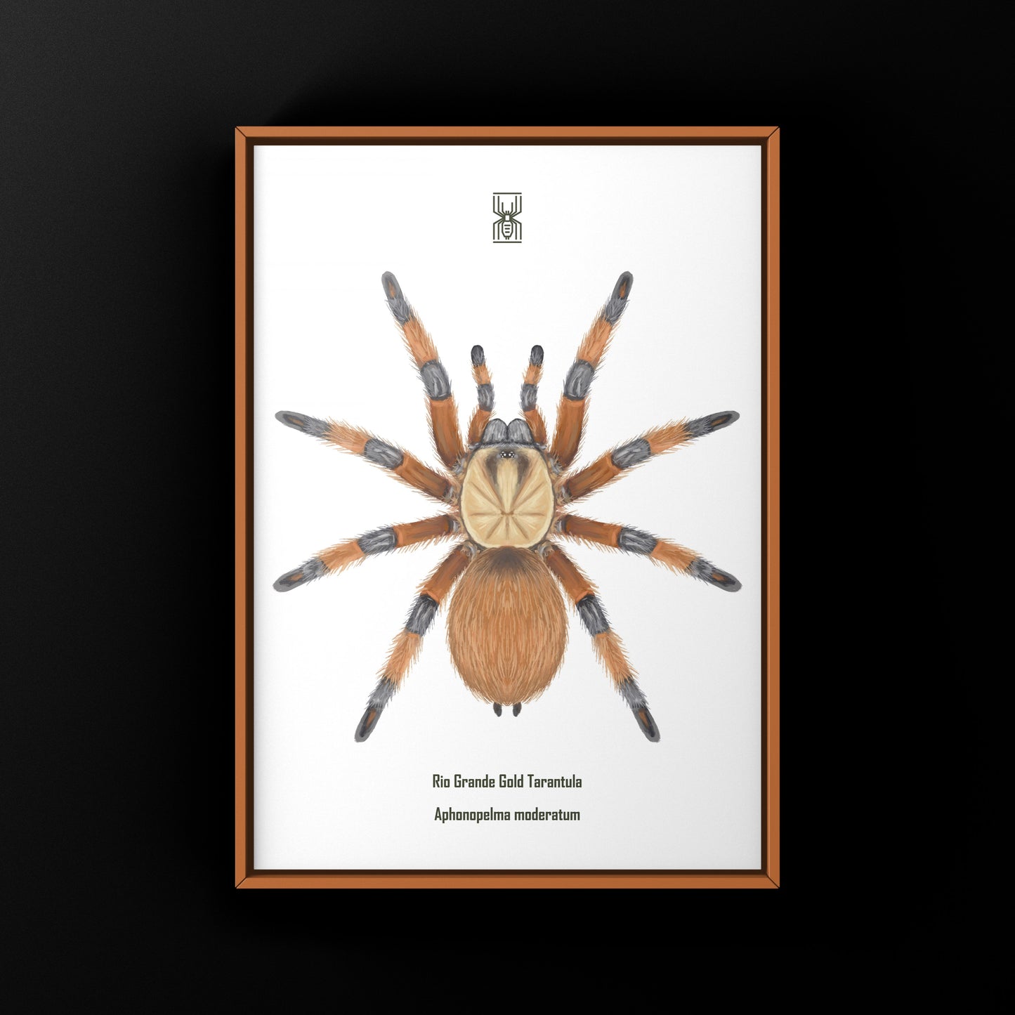 Rio Grande Gold Tarantula, Aphonopelma Moderatum, Photographic Art Print from The Silk Ranch