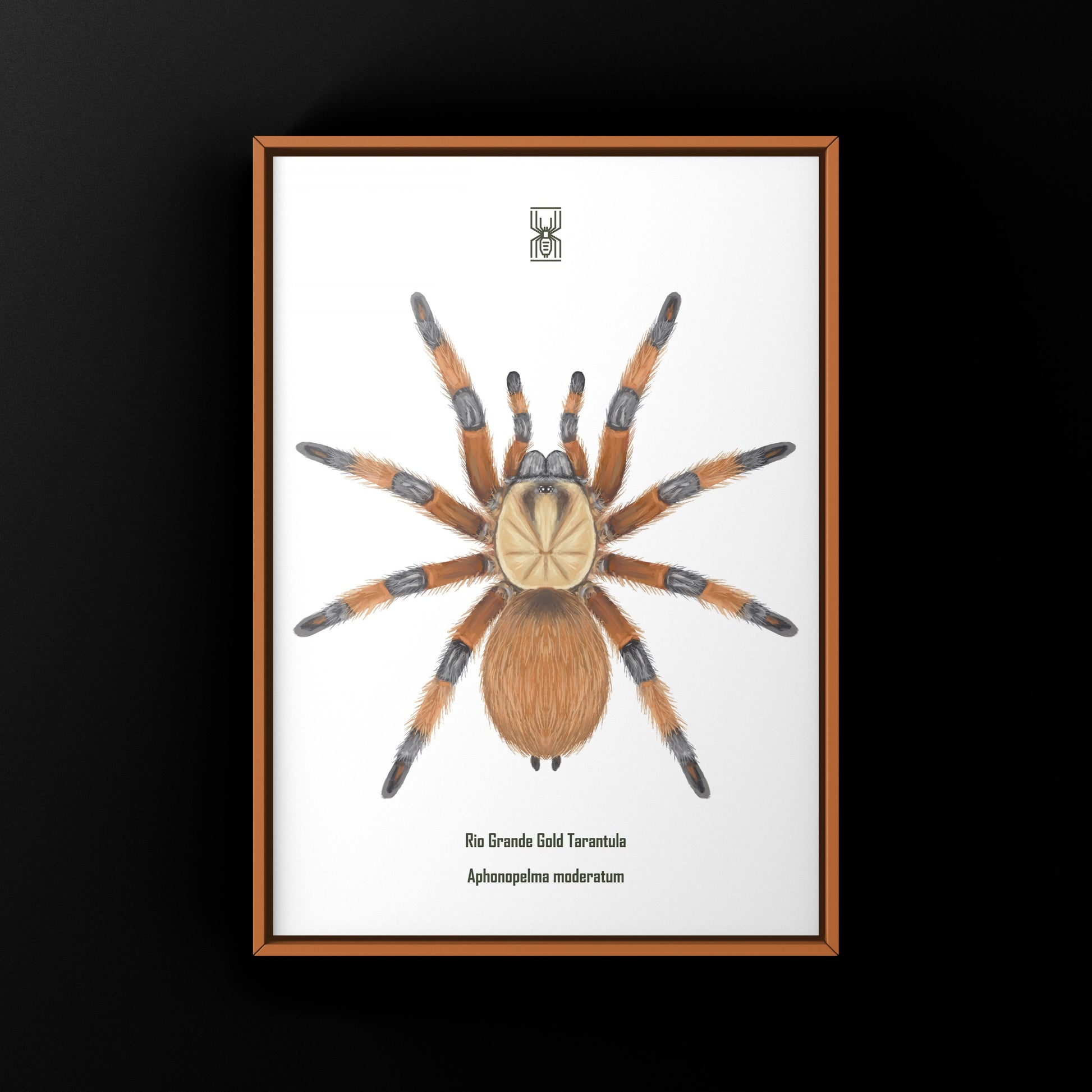 Rio Grande Gold Tarantula, Aphonopelma Moderatum, Photographic Art Print from The Silk Ranch
