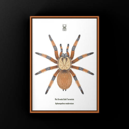 Rio Grande Gold Tarantula, Aphonopelma Moderatum, Photographic Art Print from The Silk Ranch