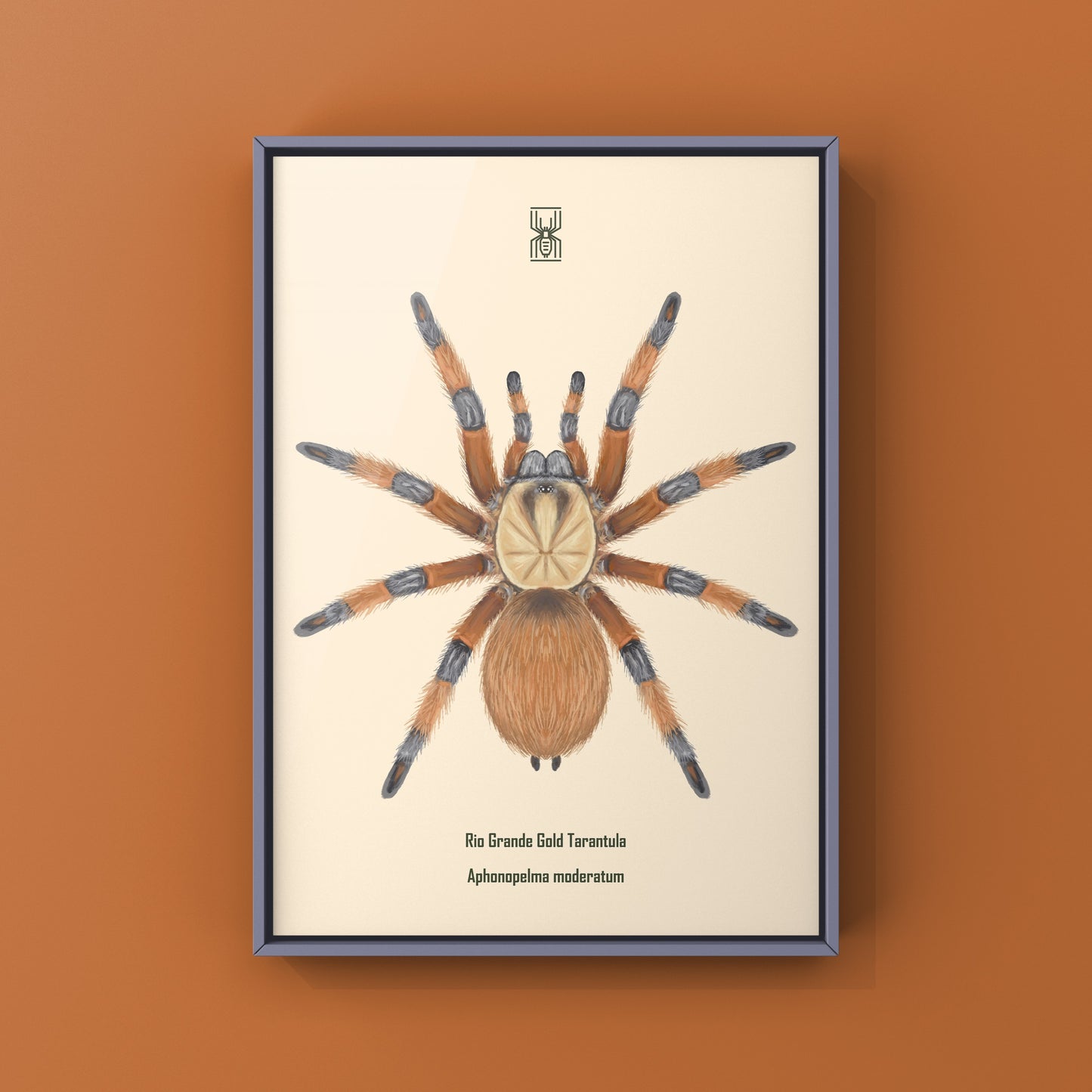 Rio Grande Gold Tarantula, Aphonopelma Moderatum, Photographic Art Print from The Silk Ranch