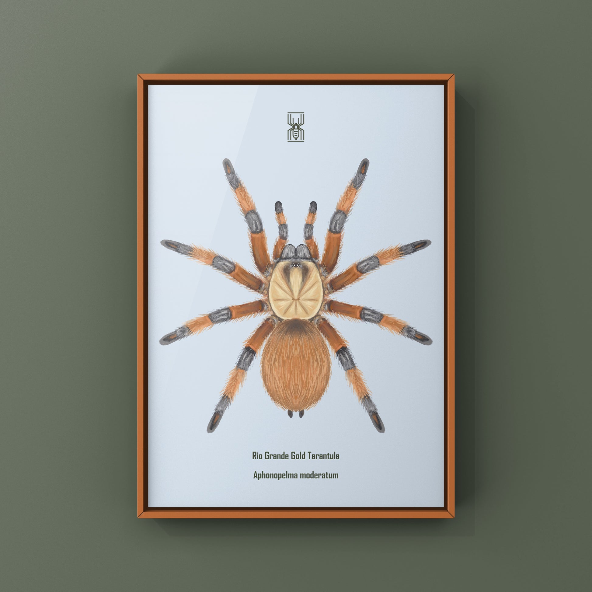 Rio Grande Gold Tarantula, Aphonopelma Moderatum, Photographic Art Print from The Silk Ranch