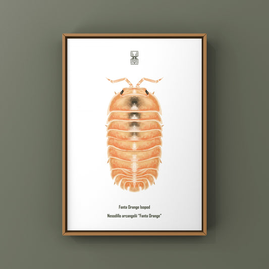 Fanta Orange Isopod Art Print (Nesodillo arcangelii "Fanta Orange")