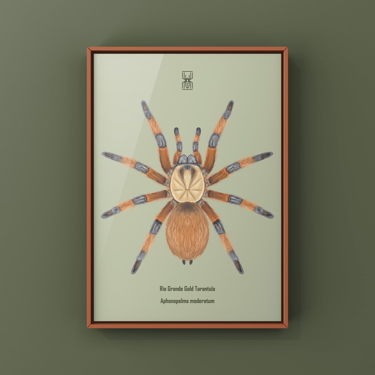 Rio Grande Gold Tarantula, Aphonopelma Moderatum, Photographic Art Print from The Silk Ranch