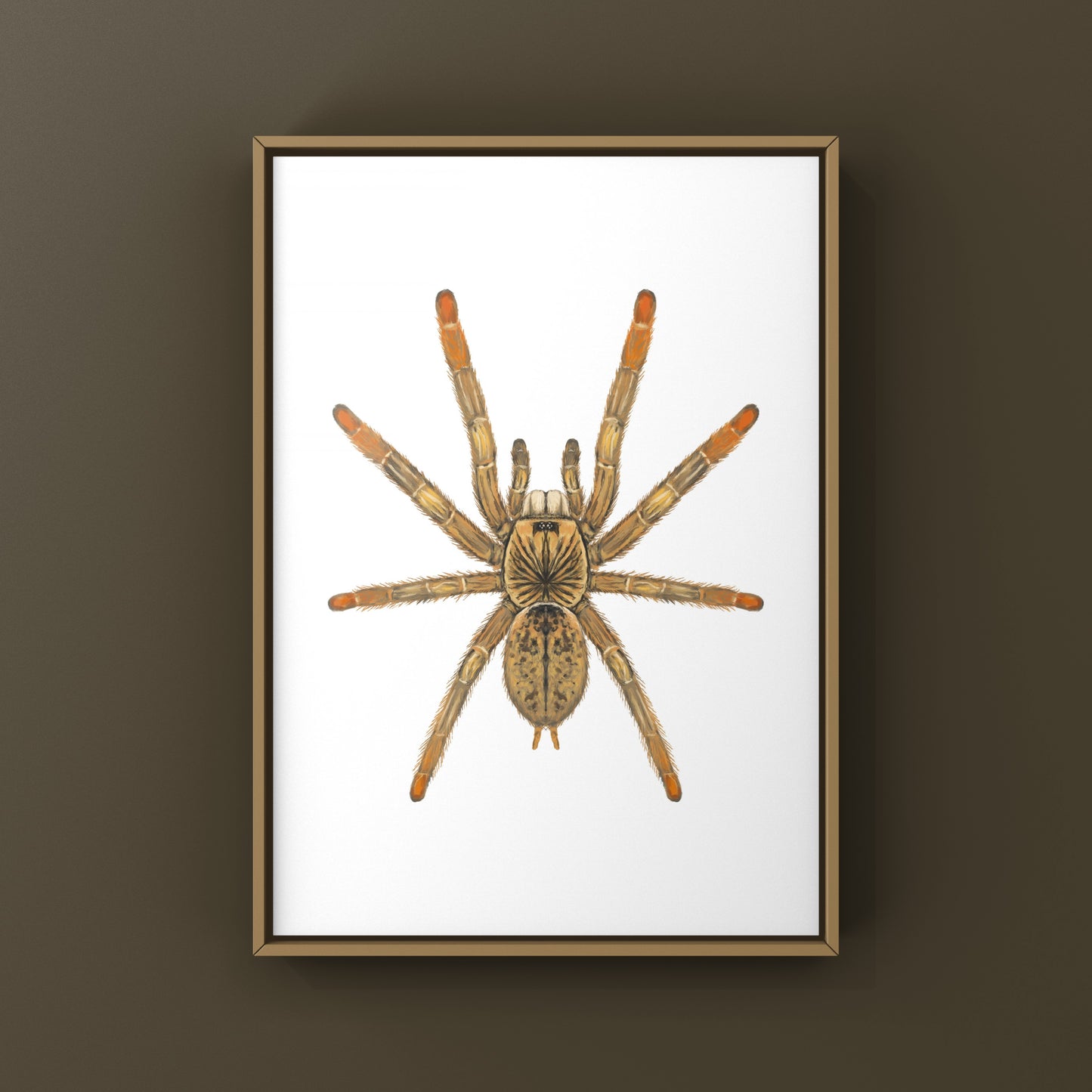 Mozambique Flame Foot Tarantula, Augacephalus Breyei, Photographic Art Print from The Silk Ranch