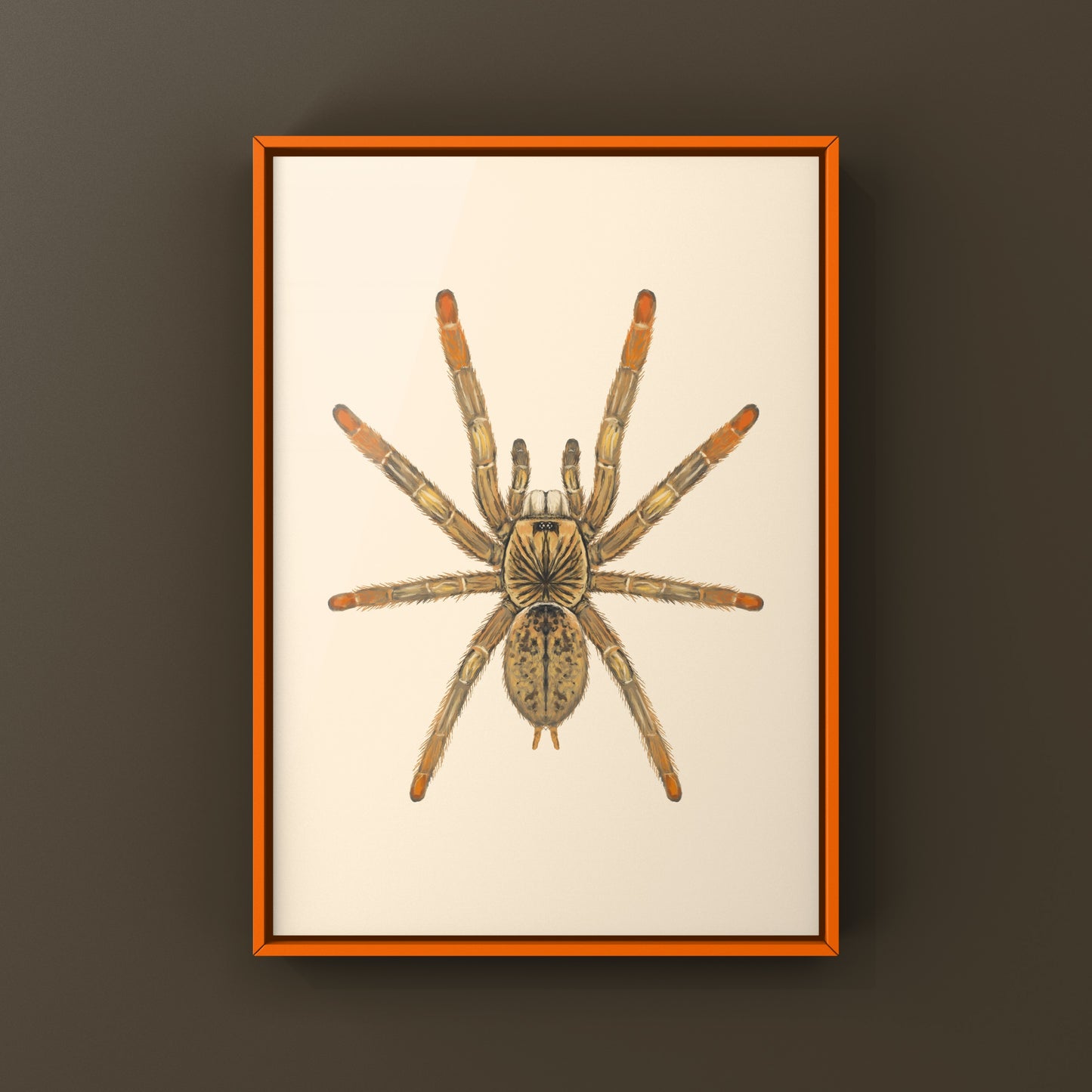 Mozambique Flame Foot Tarantula, Augacephalus Breyei, Photographic Art Print from The Silk Ranch