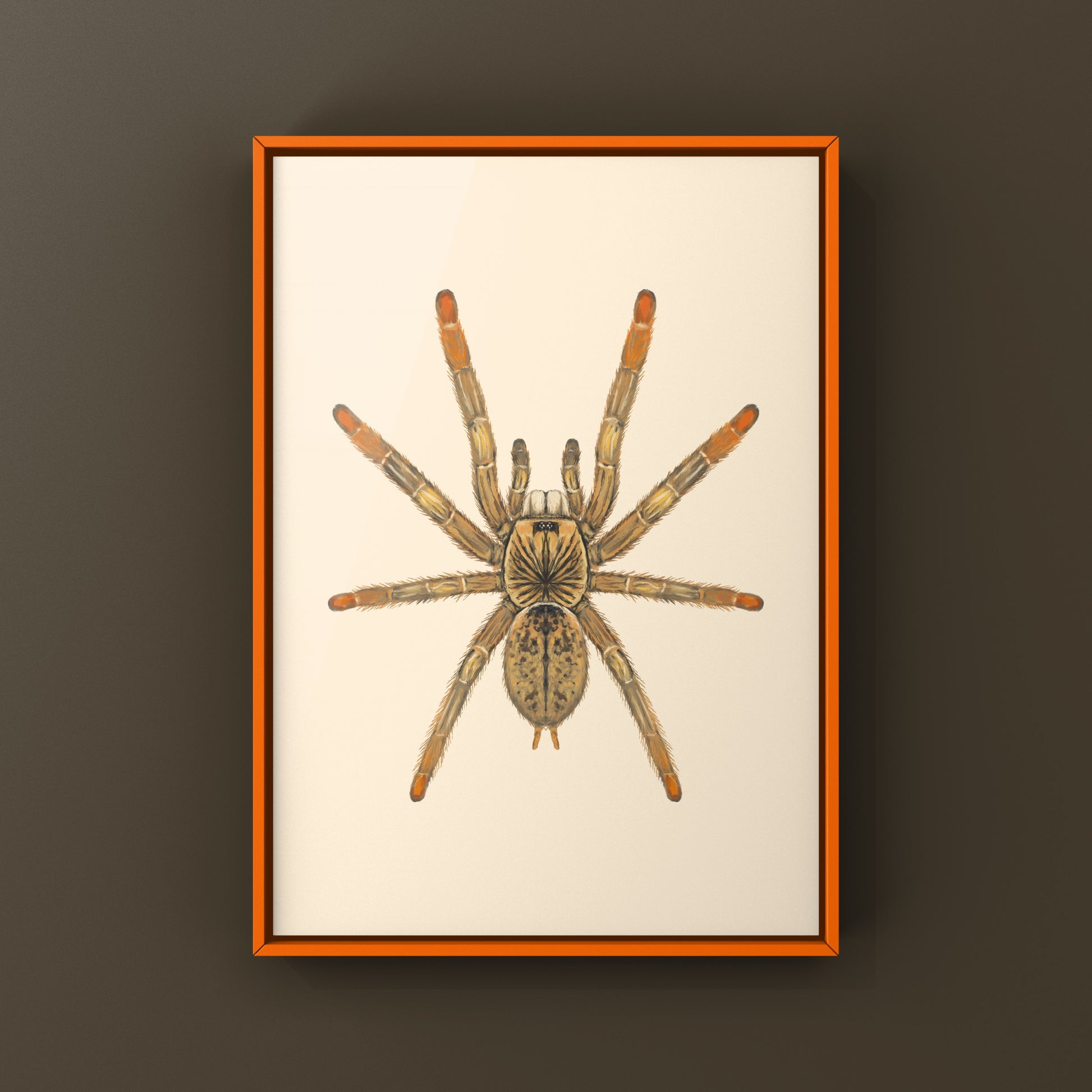Mozambique Flame Foot Tarantula, Augacephalus Breyei, Photographic Art Print from The Silk Ranch