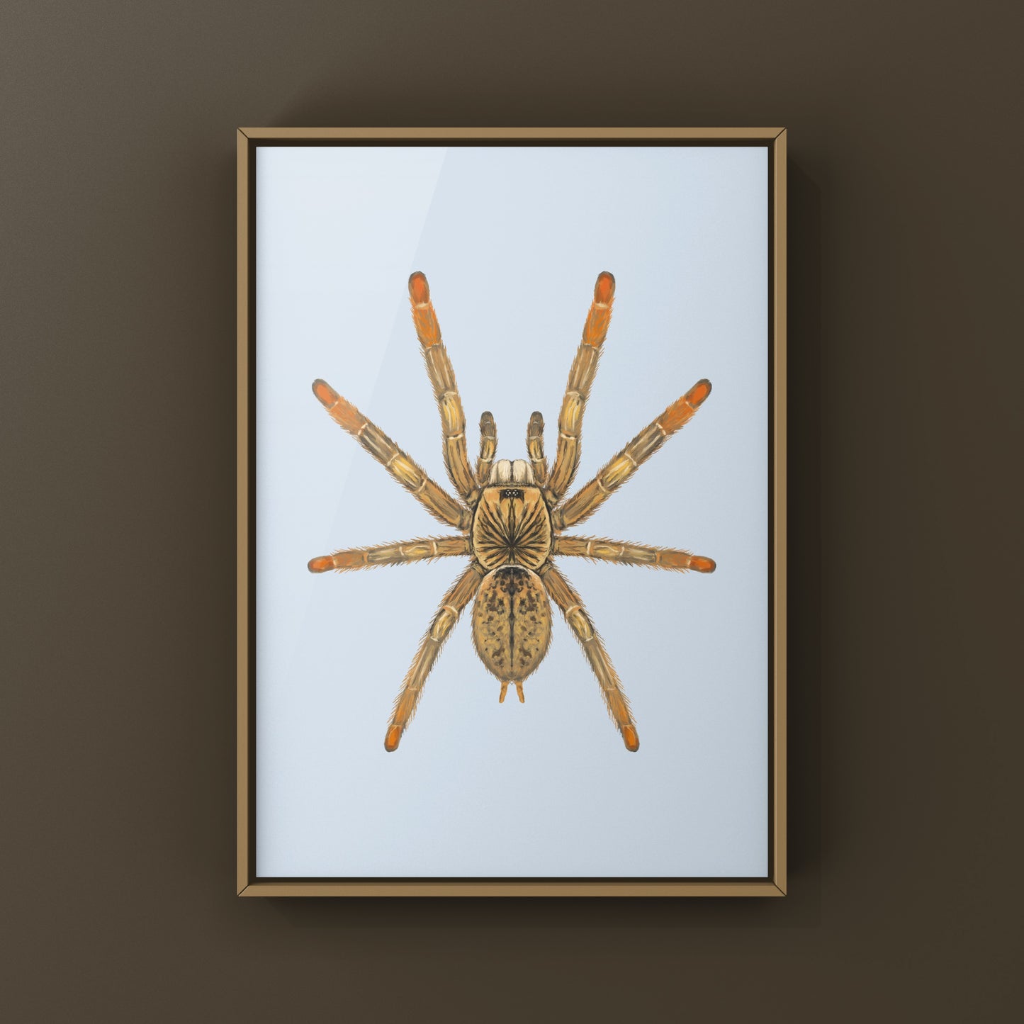 Mozambique Flame Foot Tarantula, Augacephalus Breyei, Photographic Art Print from The Silk Ranch