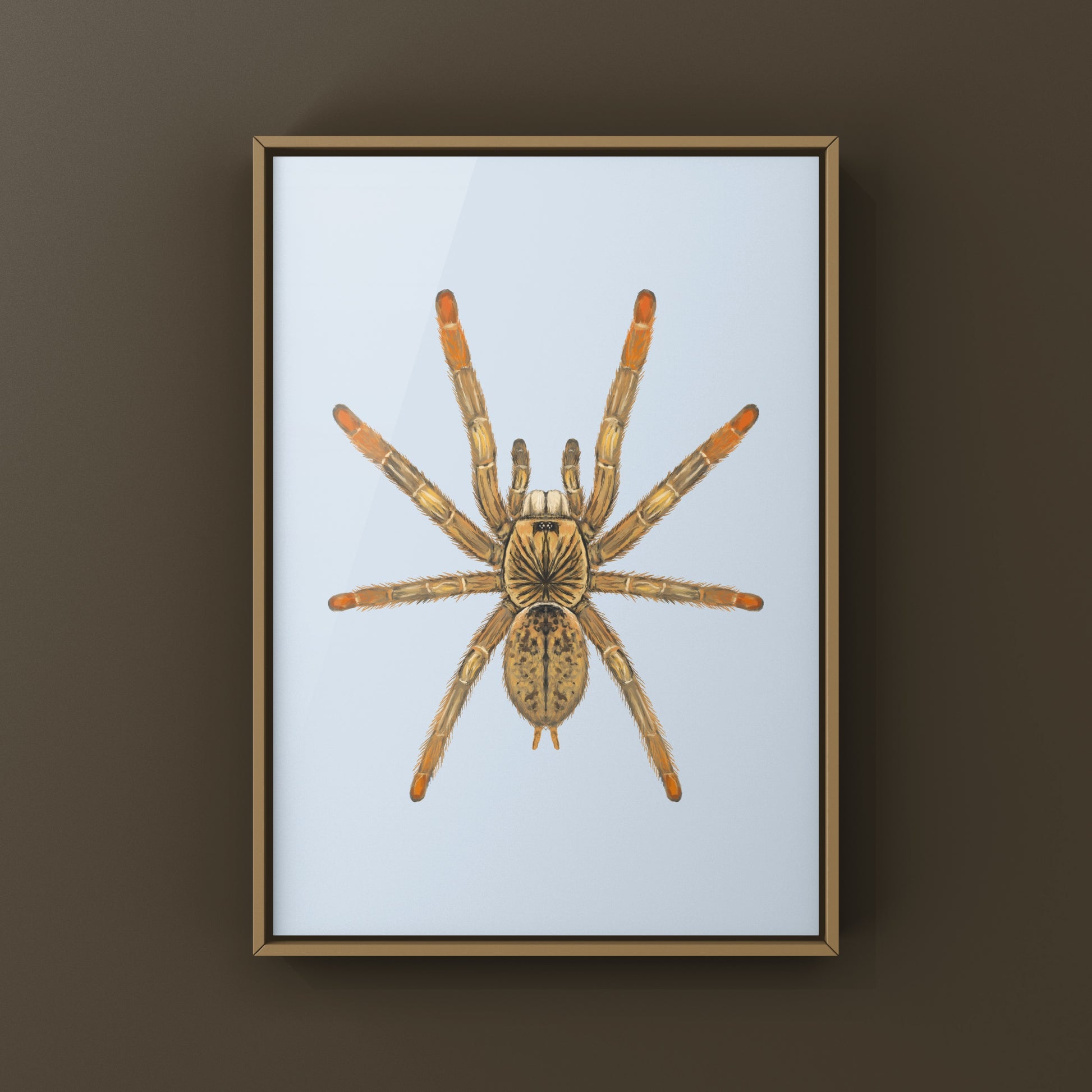 Mozambique Flame Foot Tarantula, Augacephalus Breyei, Photographic Art Print from The Silk Ranch