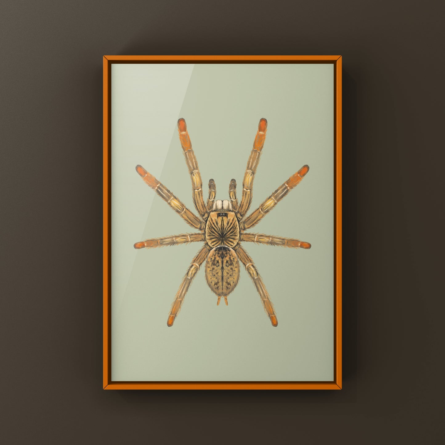 Mozambique Flame Foot Tarantula, Augacephalus Breyei, Photographic Art Print from The Silk Ranch