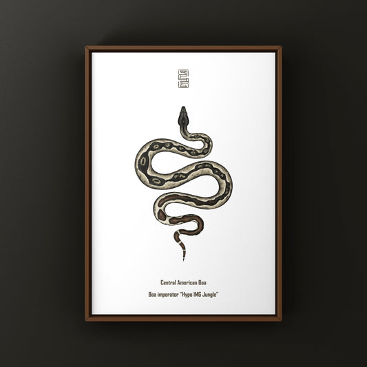 Hypo IMG Jungle Colombian Red Tail Boa Art Print (Boa imperator)