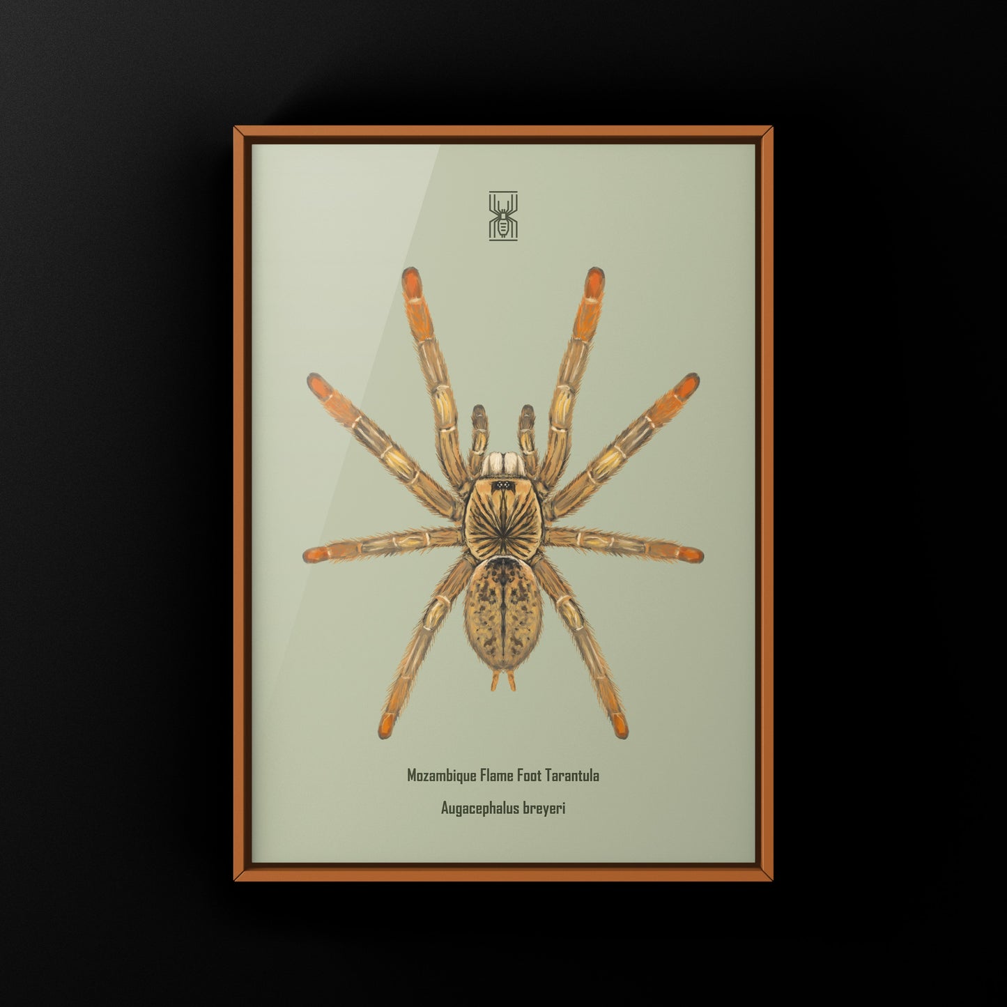 Mozambique Flame Foot Tarantula, Augacephalus Breyei, Photographic Art Print from The Silk Ranch