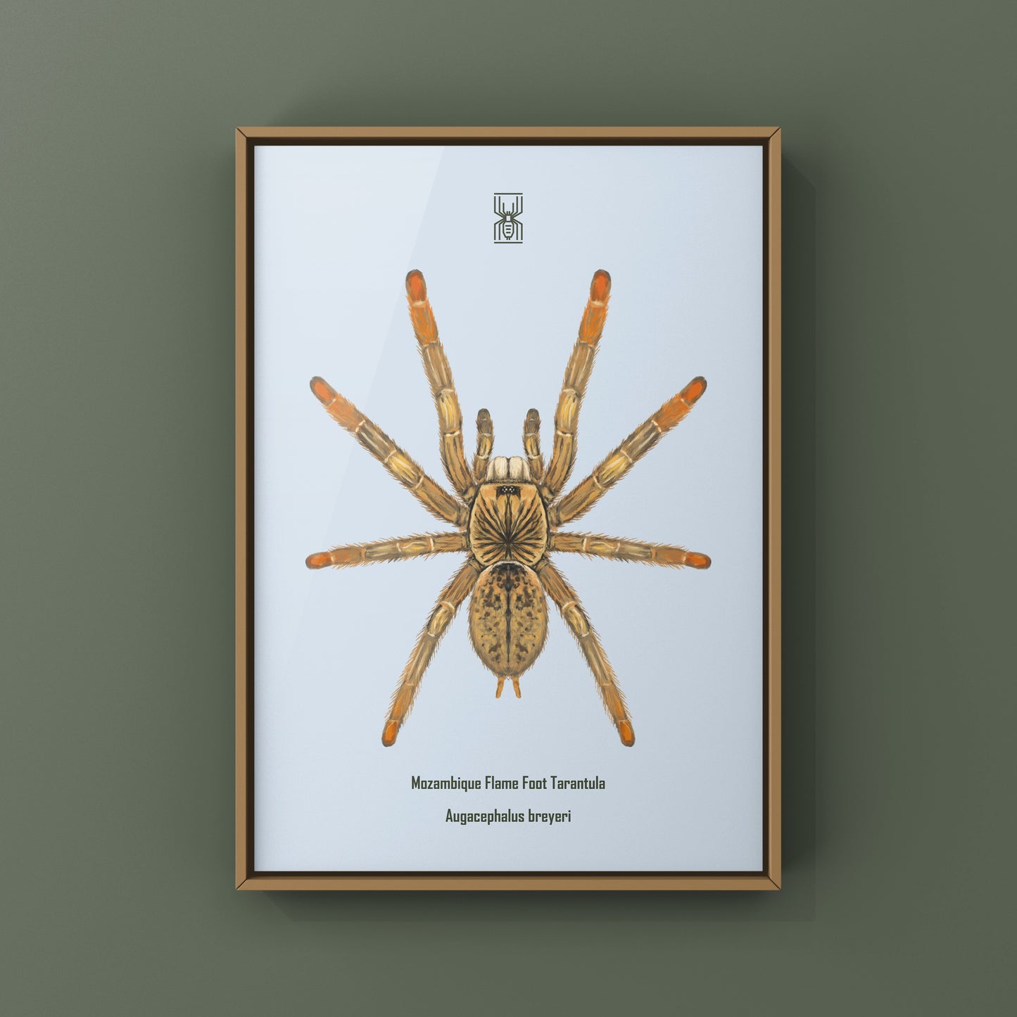 Mozambique Flame Foot Tarantula, Augacephalus Breyei, Photographic Art Print from The Silk Ranch