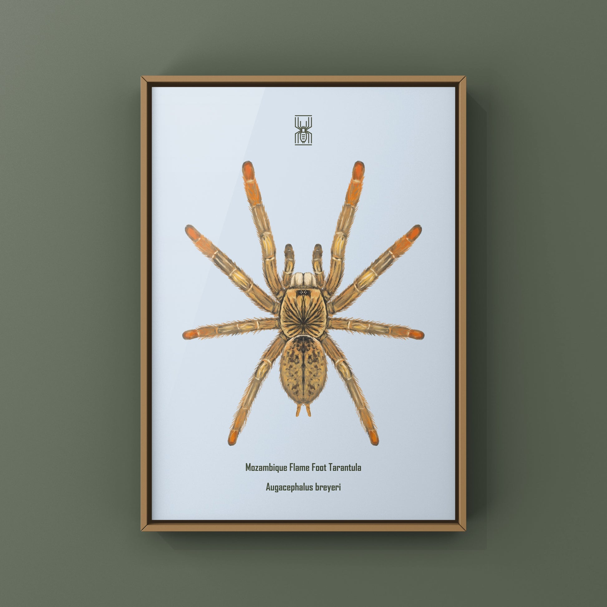 Mozambique Flame Foot Tarantula, Augacephalus Breyei, Photographic Art Print from The Silk Ranch