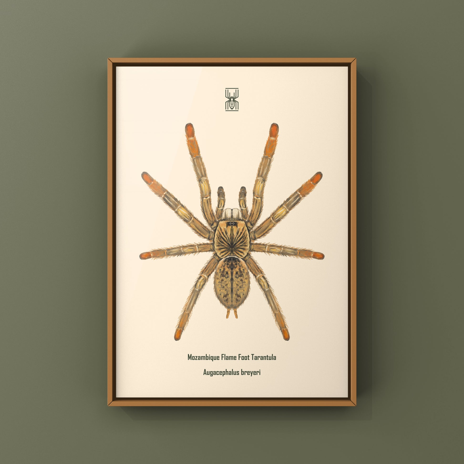 Mozambique Flame Foot Tarantula, Augacephalus Breyei, Photographic Art Print from The Silk Ranch