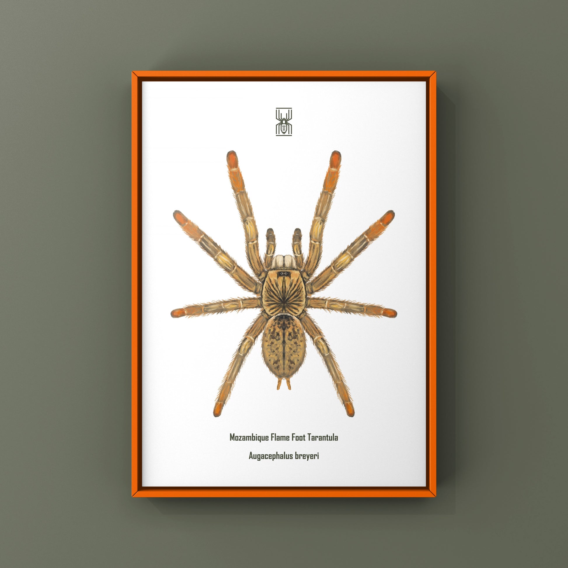 Mozambique Flame Foot Tarantula, Augacephalus Breyei, Photographic Art Print from The Silk Ranch